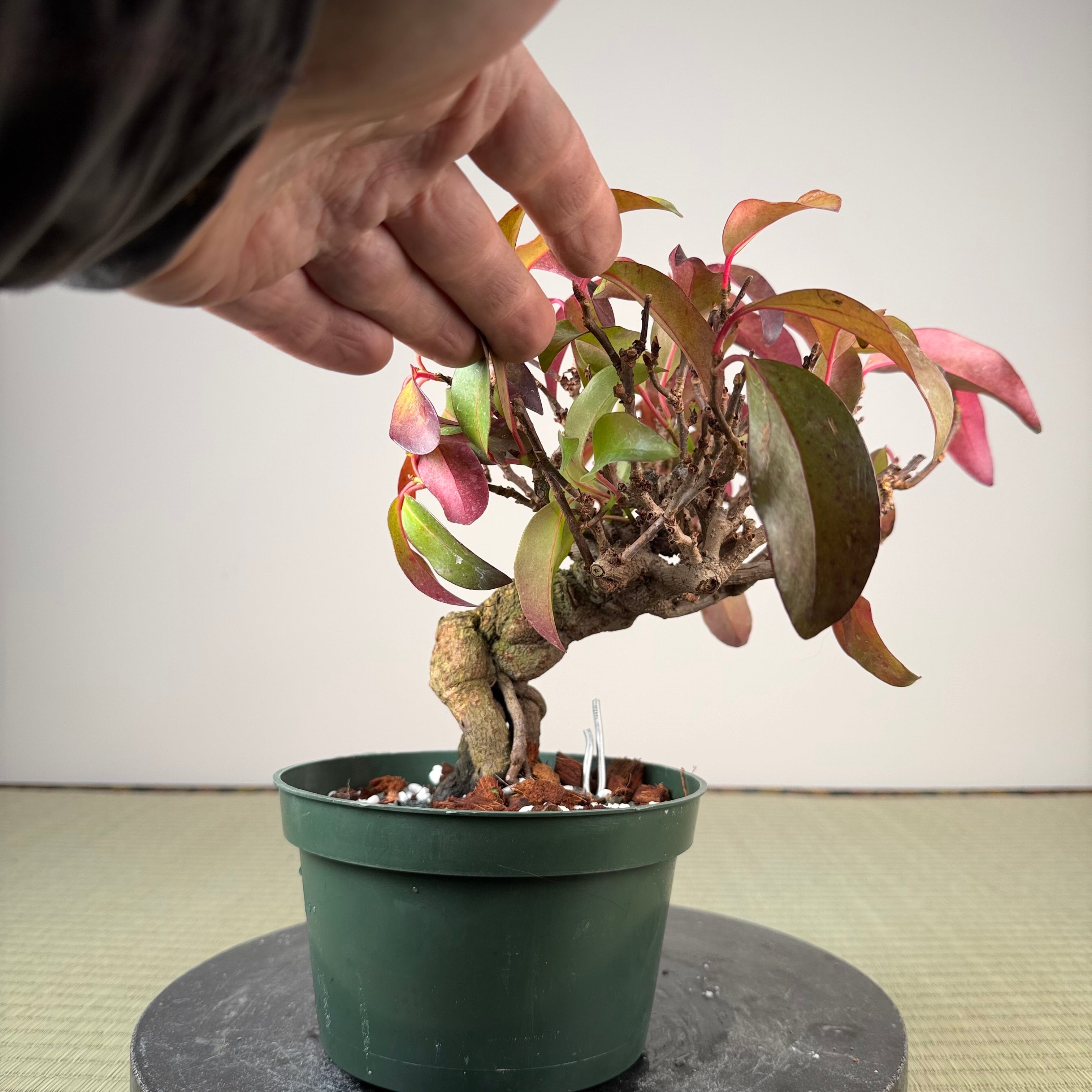Kadsura japonica