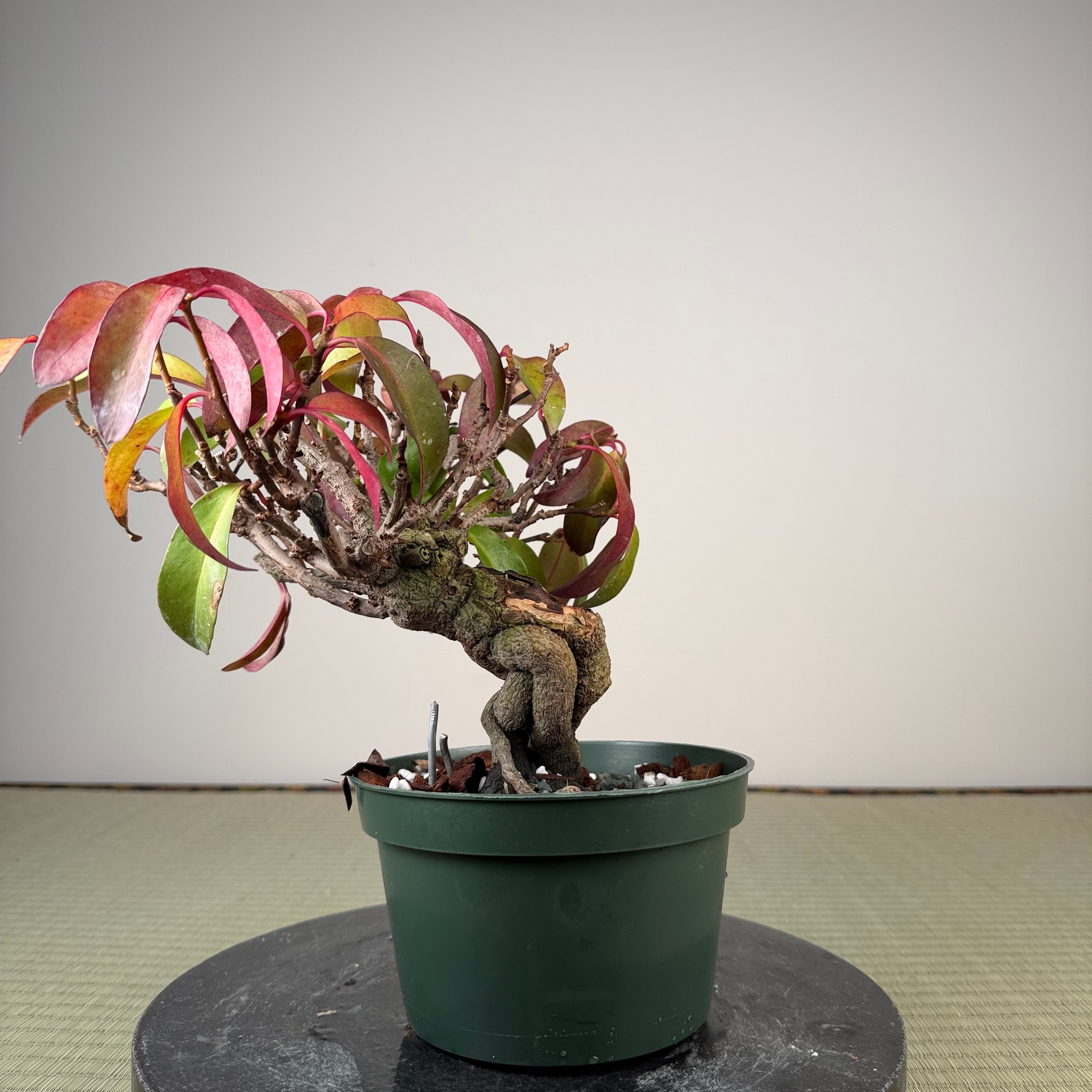 Kadsura japonica
