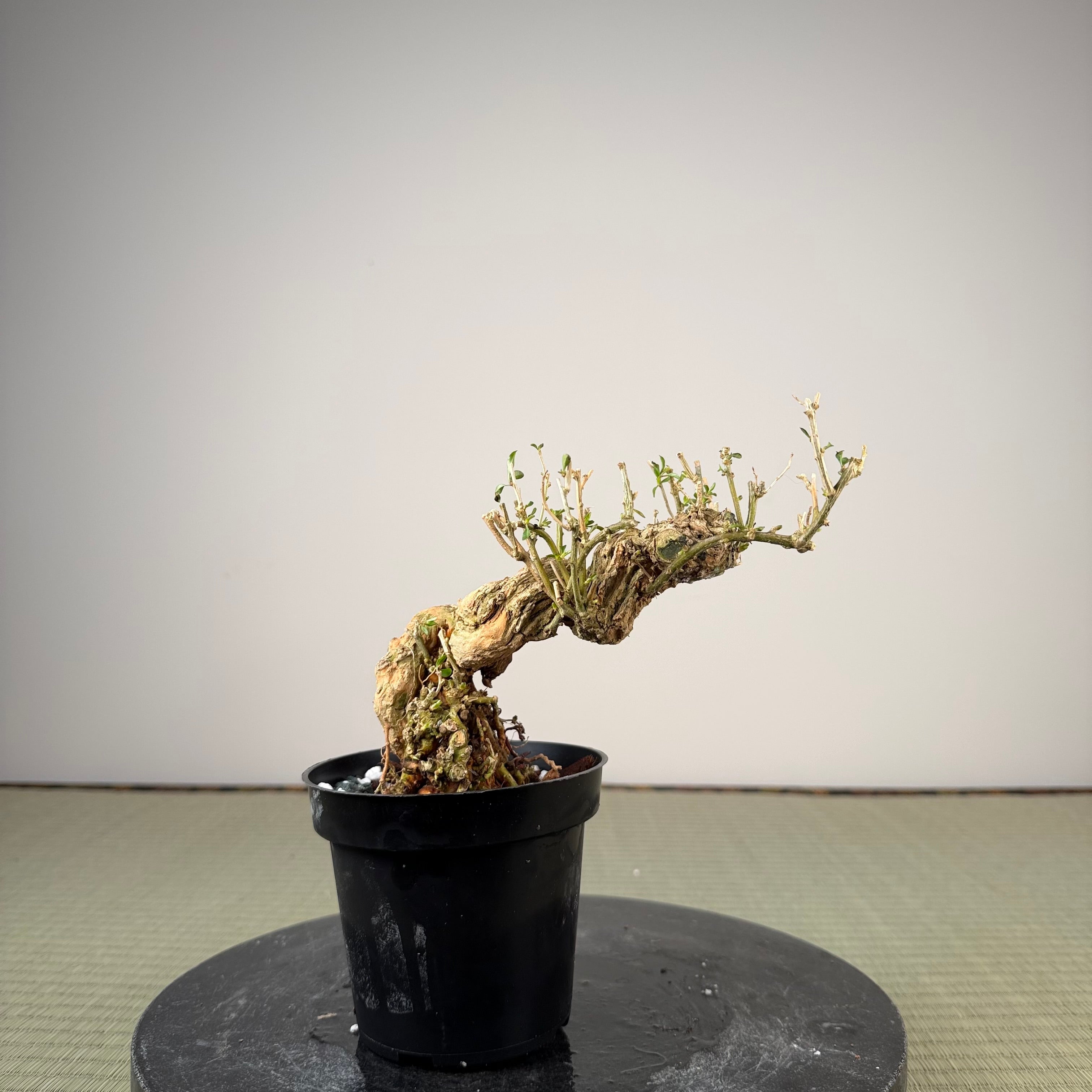 Lycium chinense (au choix du chef)
