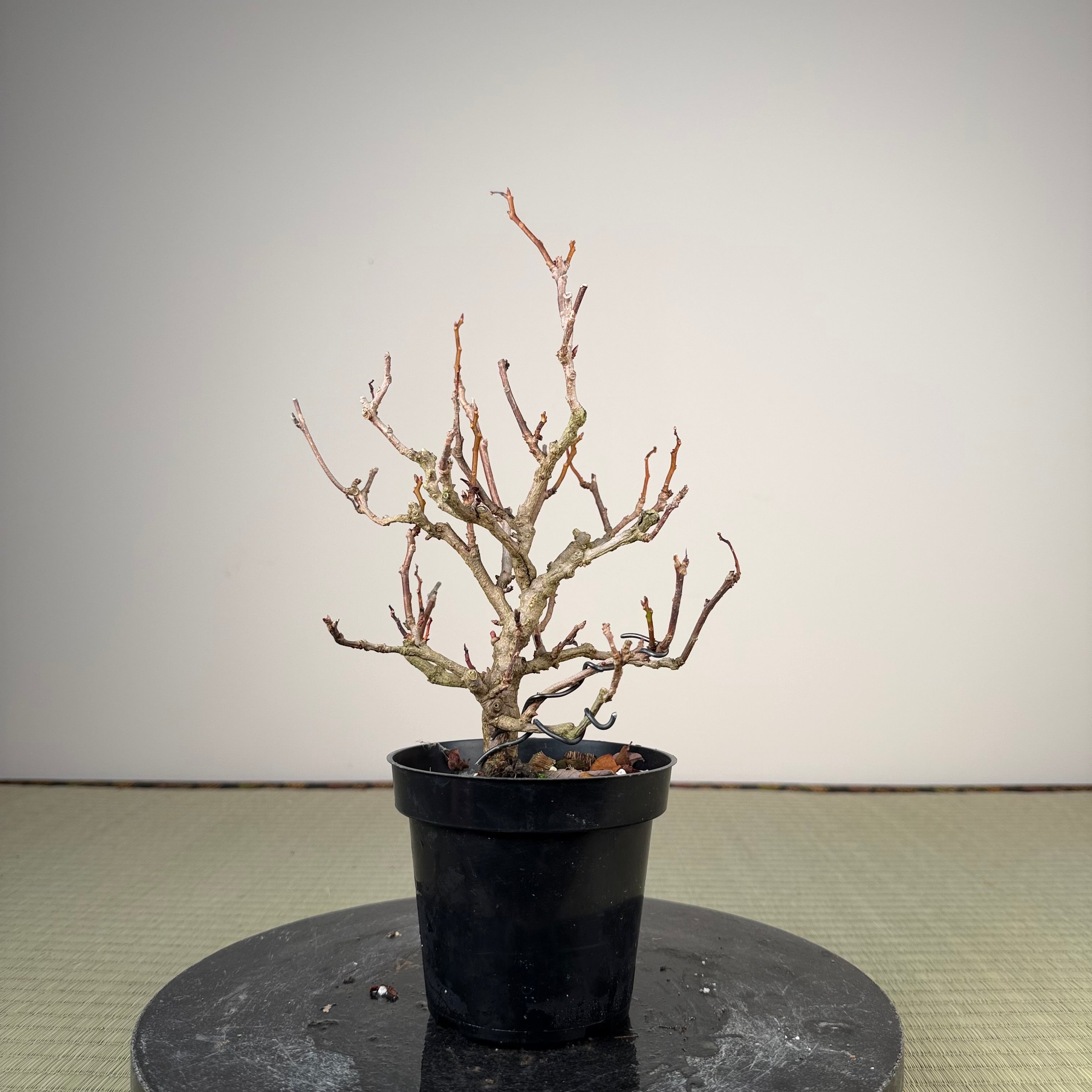 Kadsura japonica