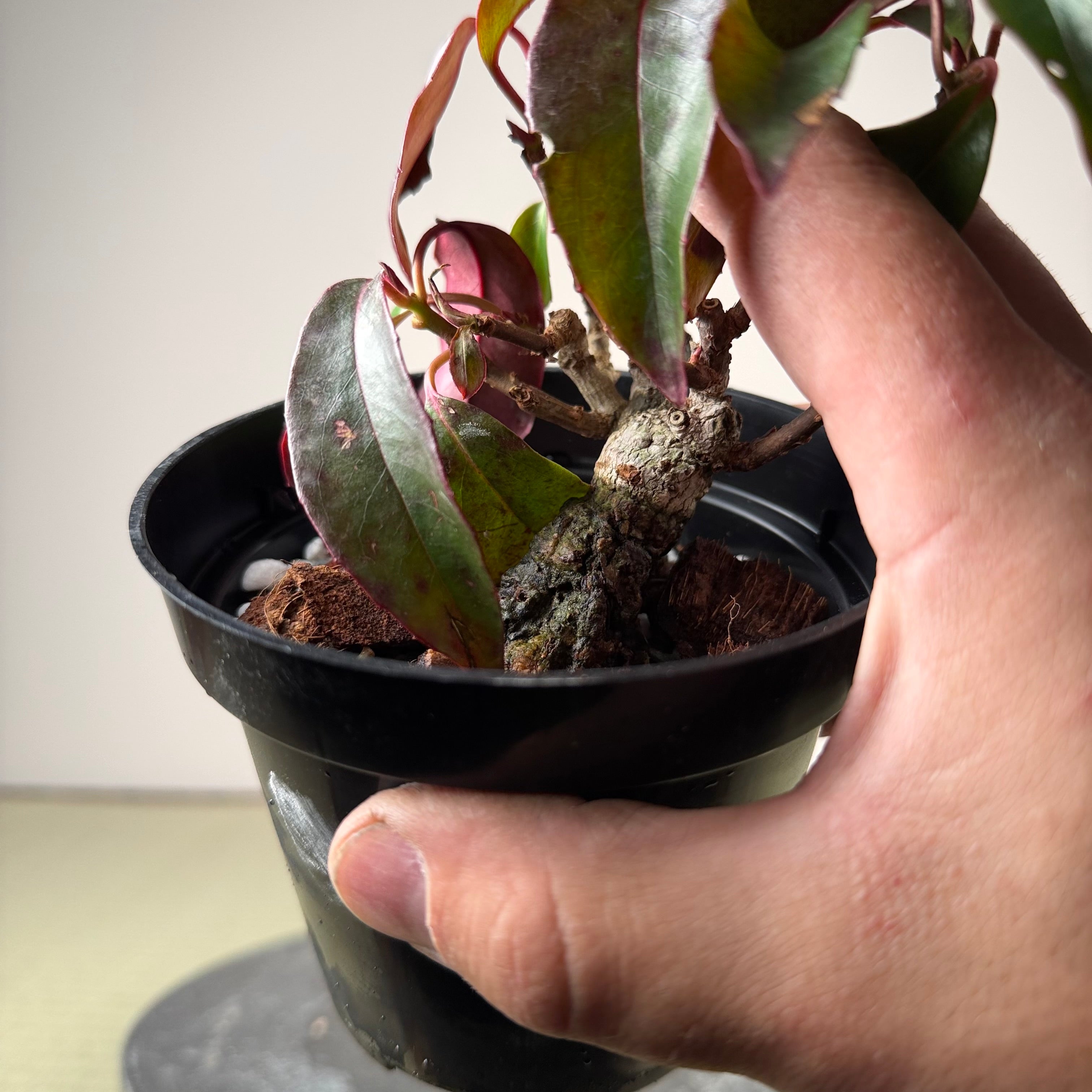 Kadsura japonica