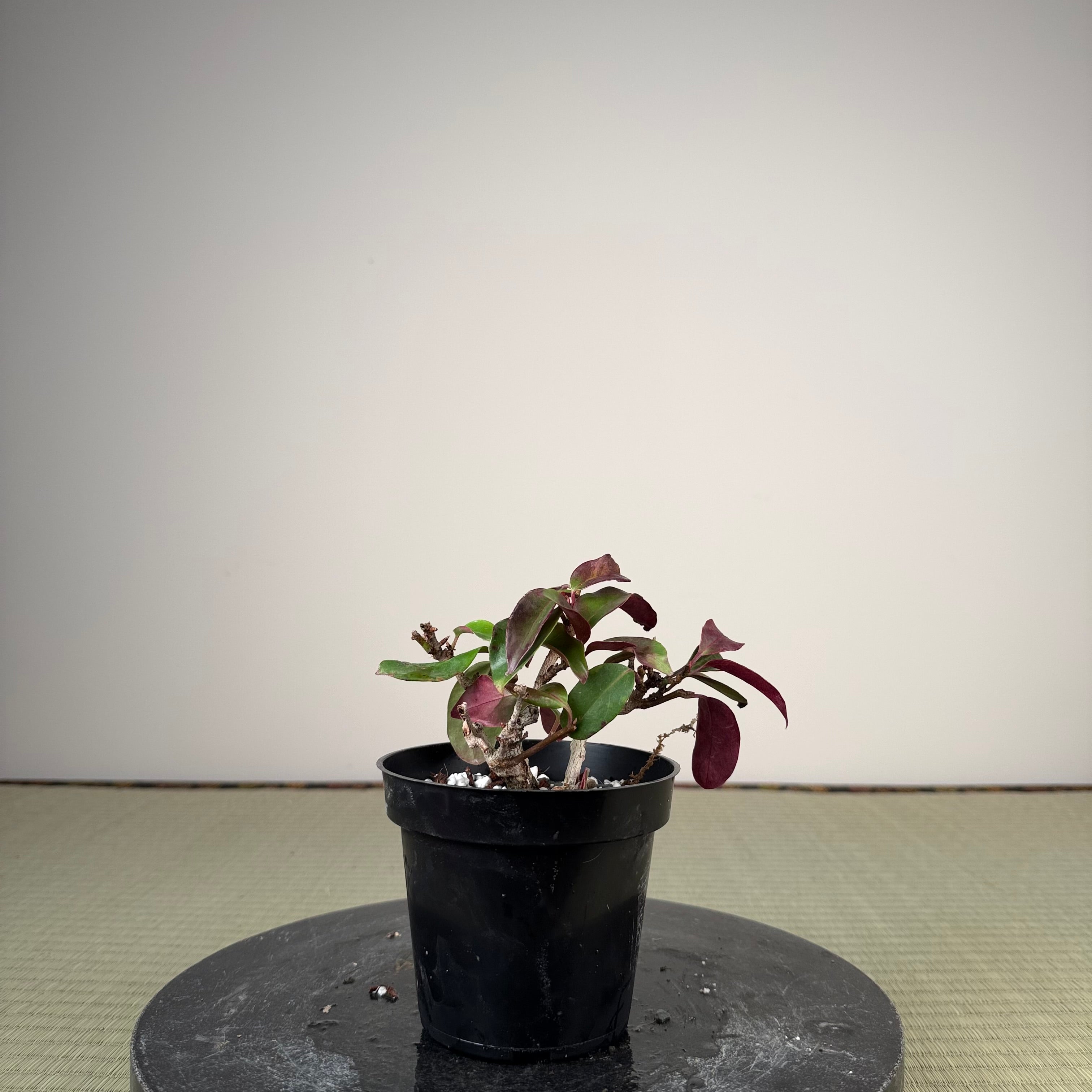 Kadsura japonica