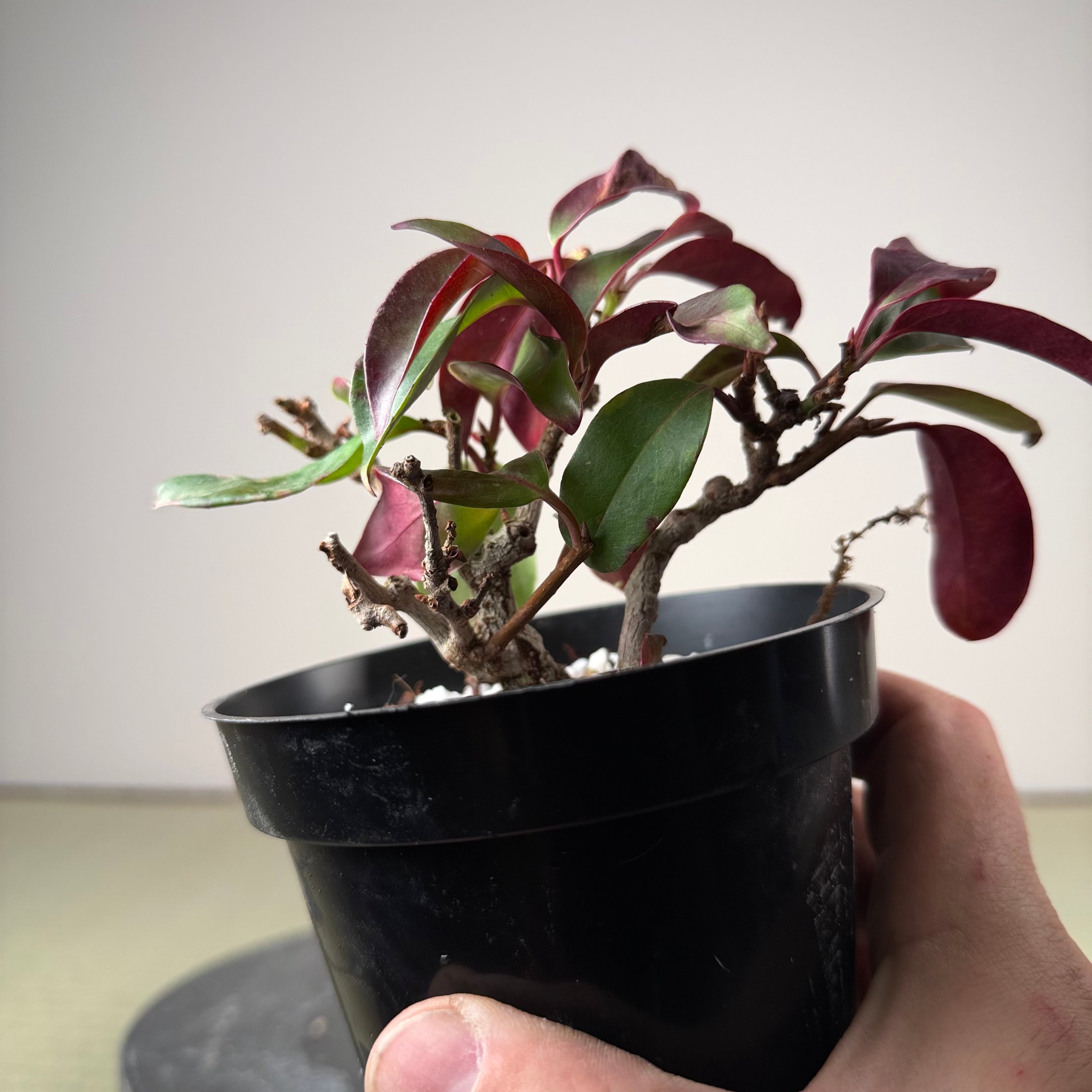 Kadsura japonica
