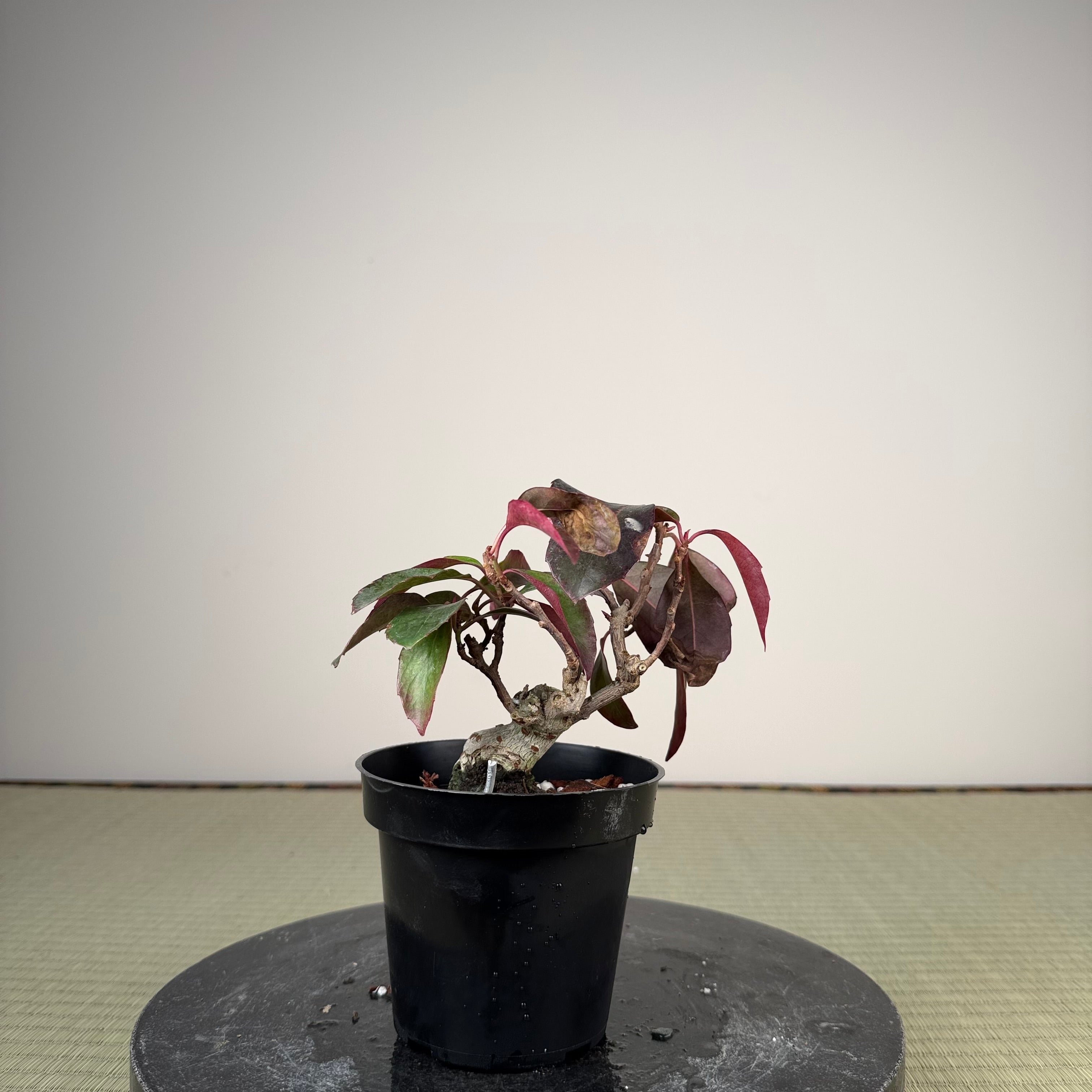 Kadsura japonica