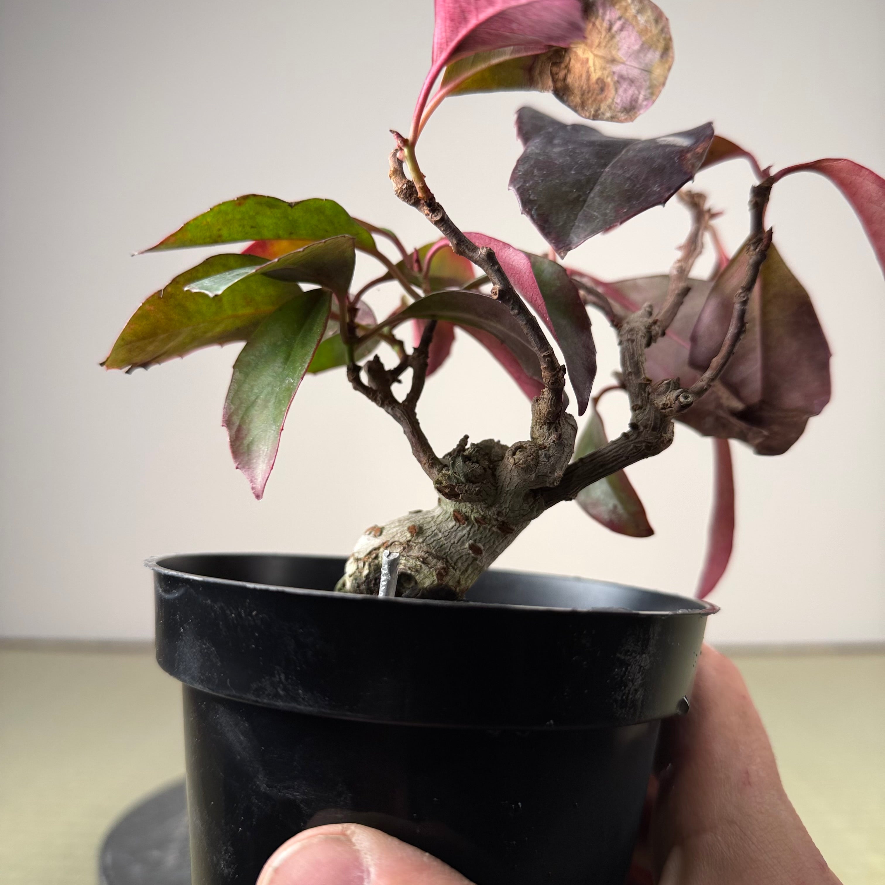 Kadsura japonica