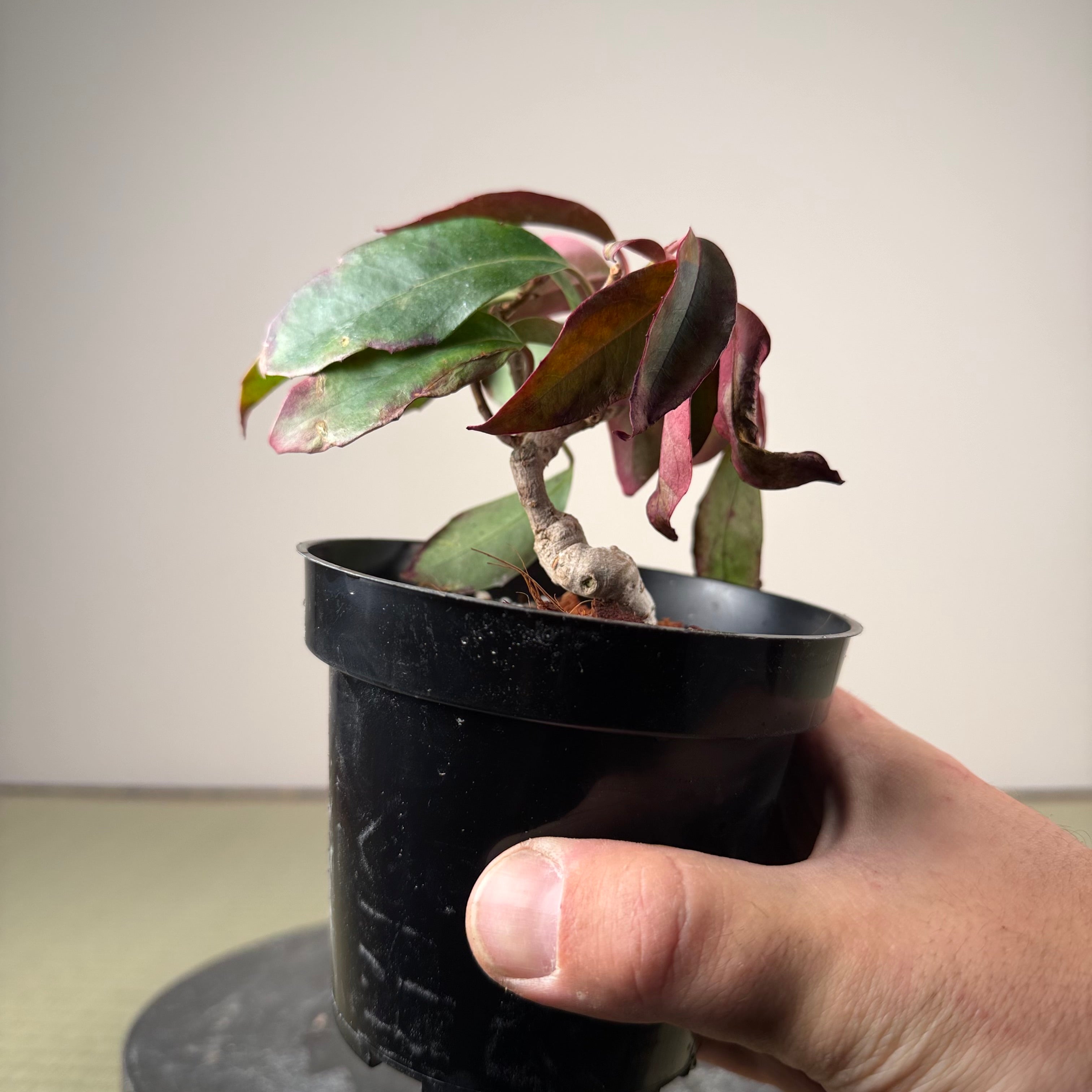 Kadsura japonica
