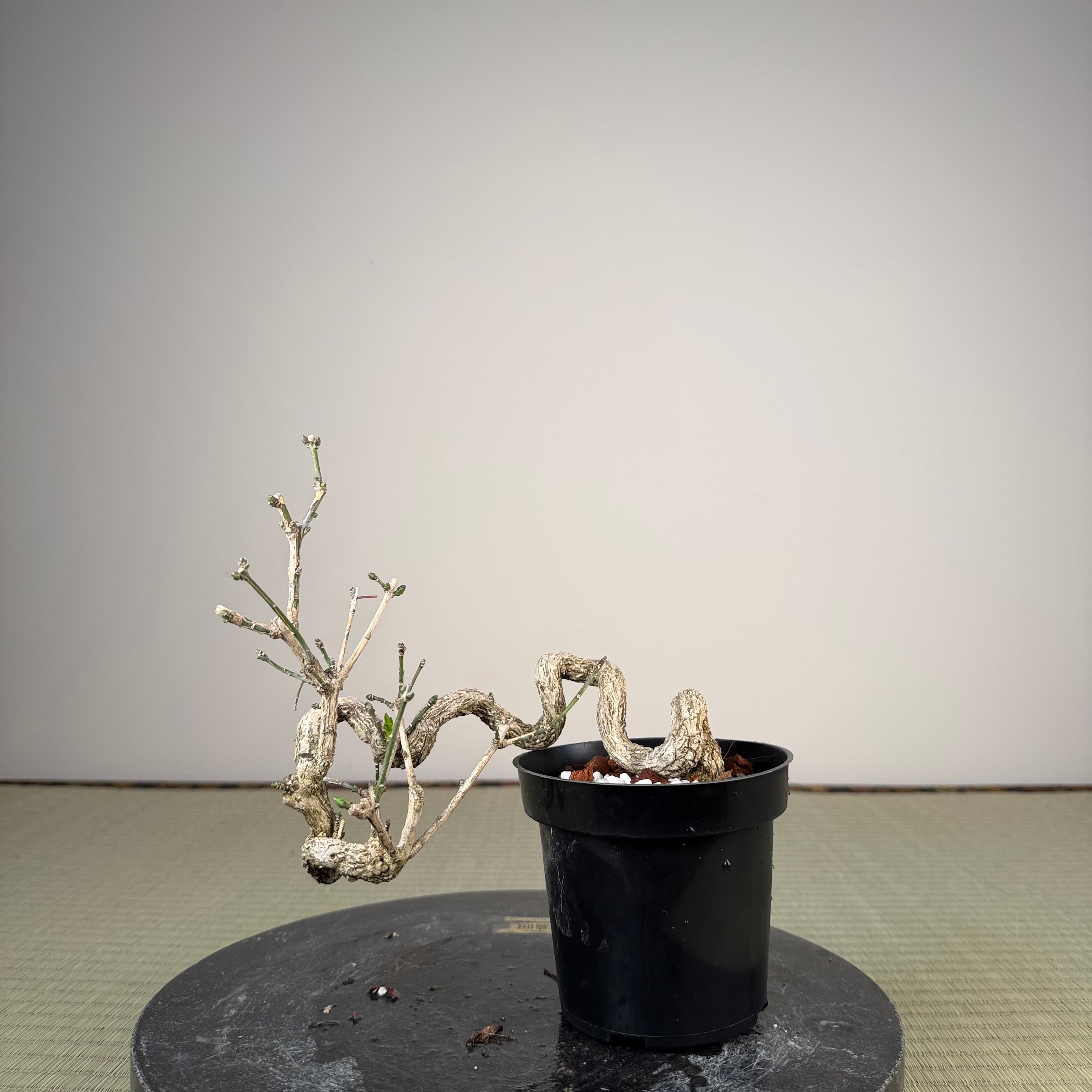 Euonymus