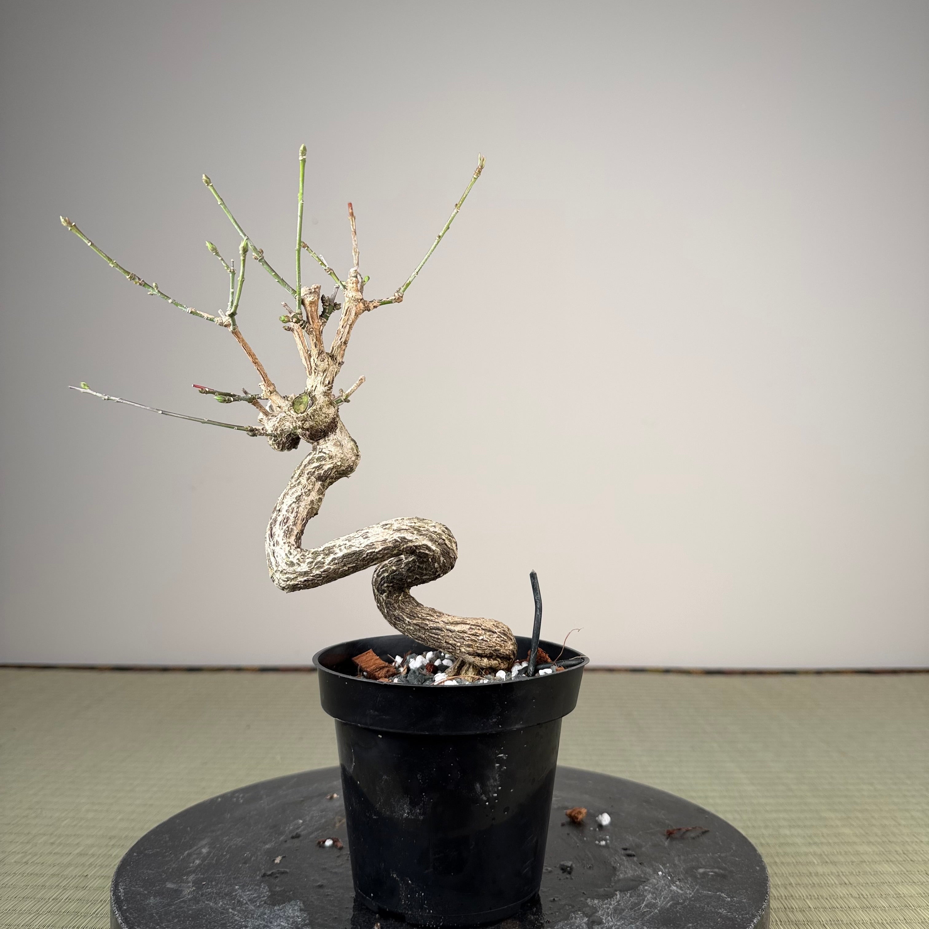 Euonymus