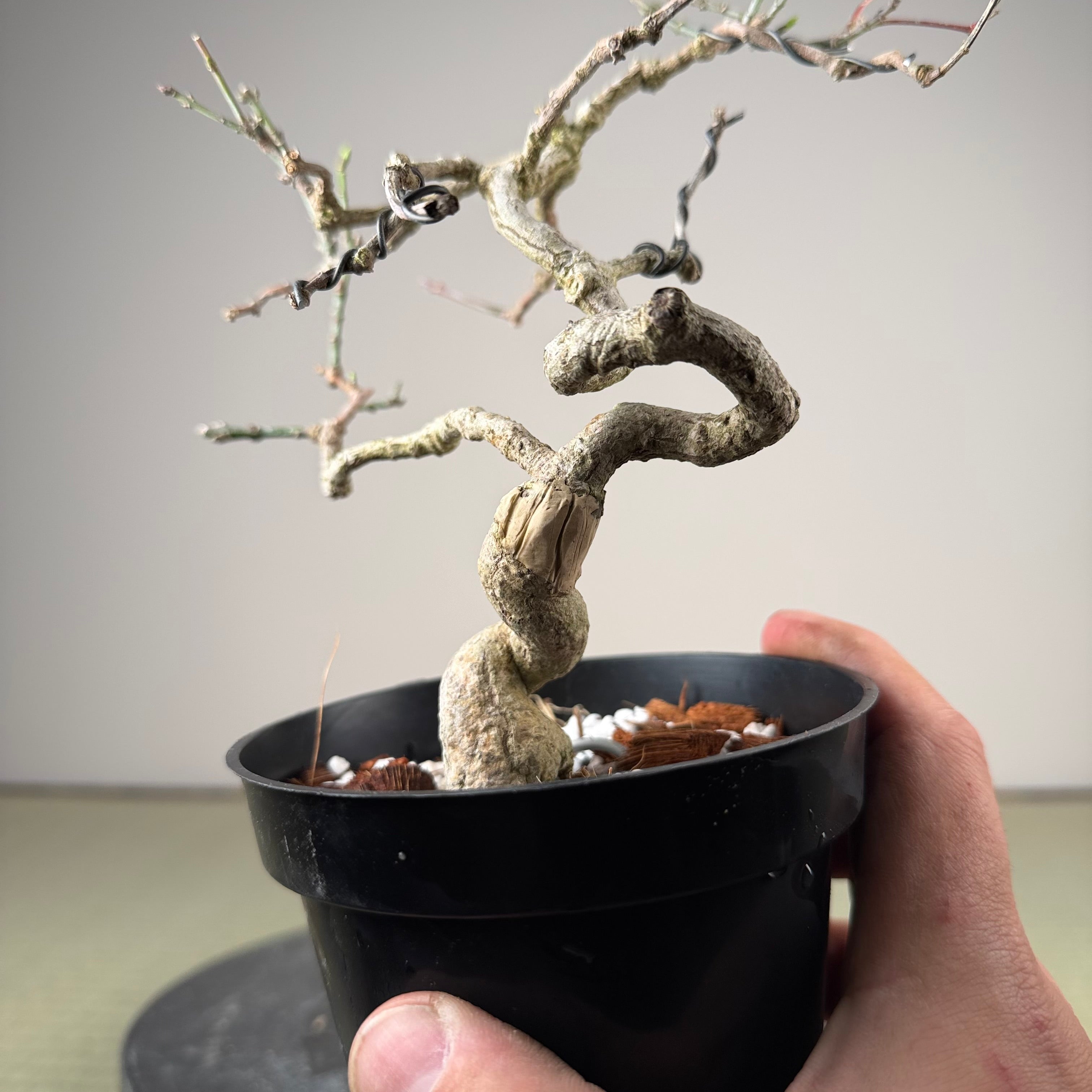 Euonymus