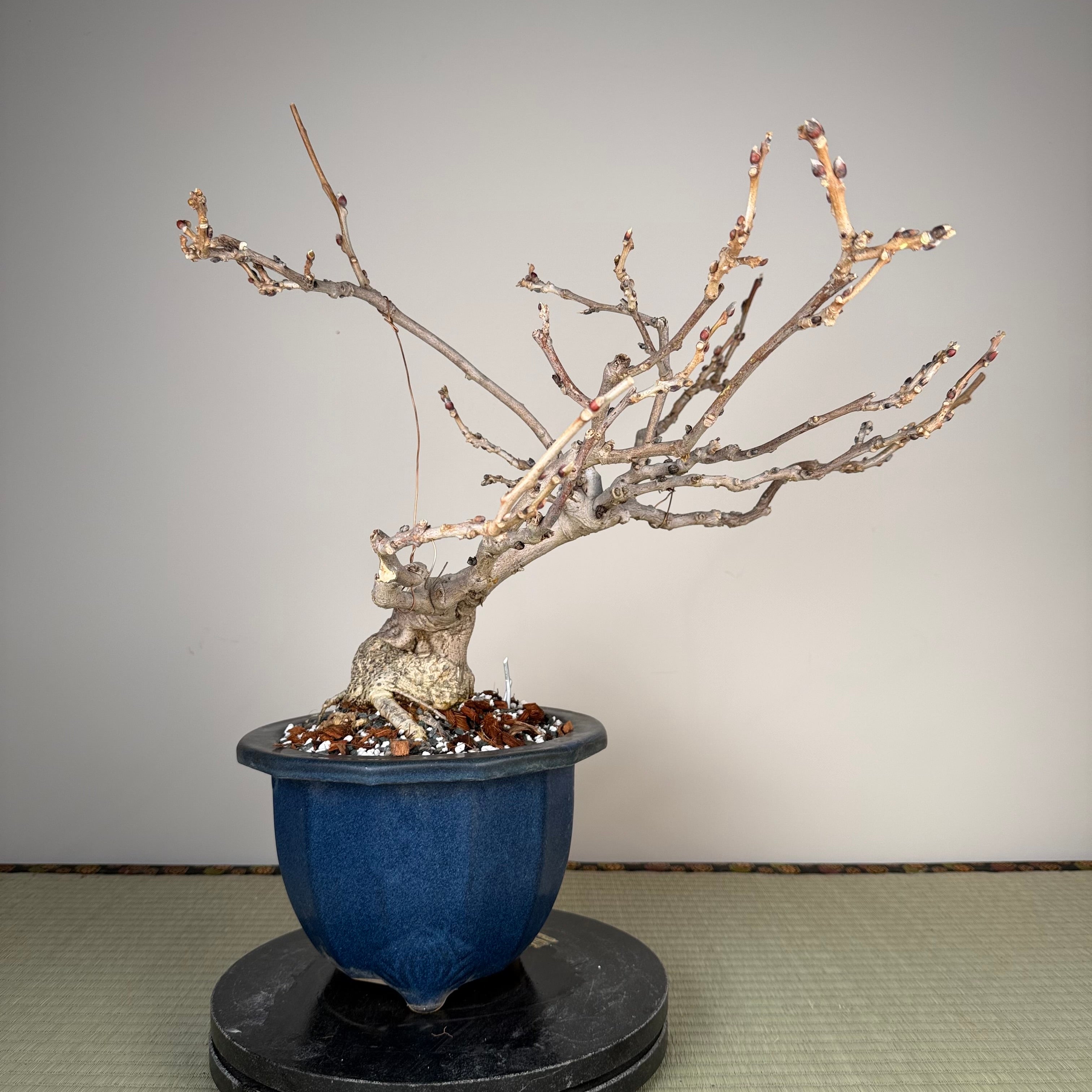 Wisteria floribunda