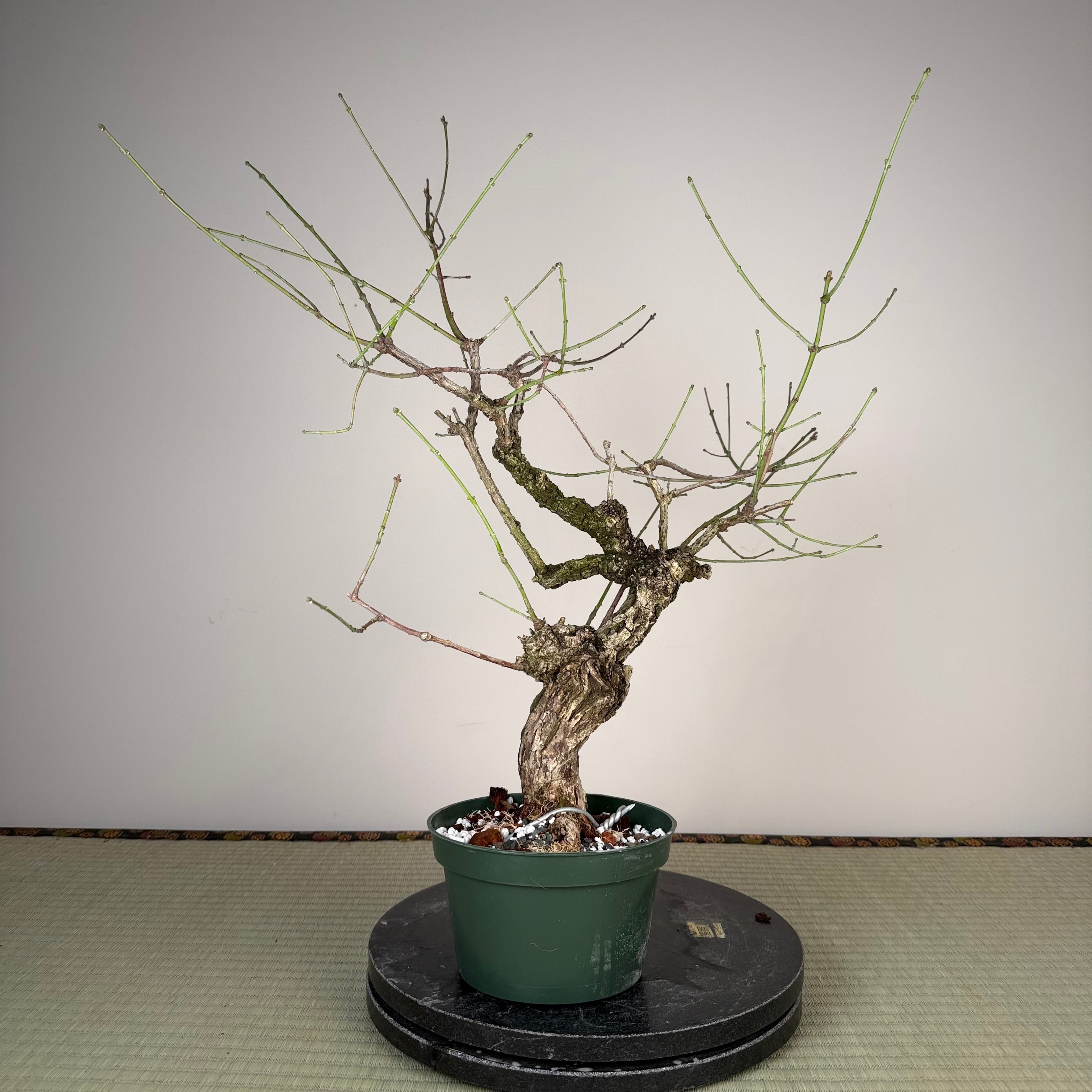 Fusain (variété à écorce rugueuse)