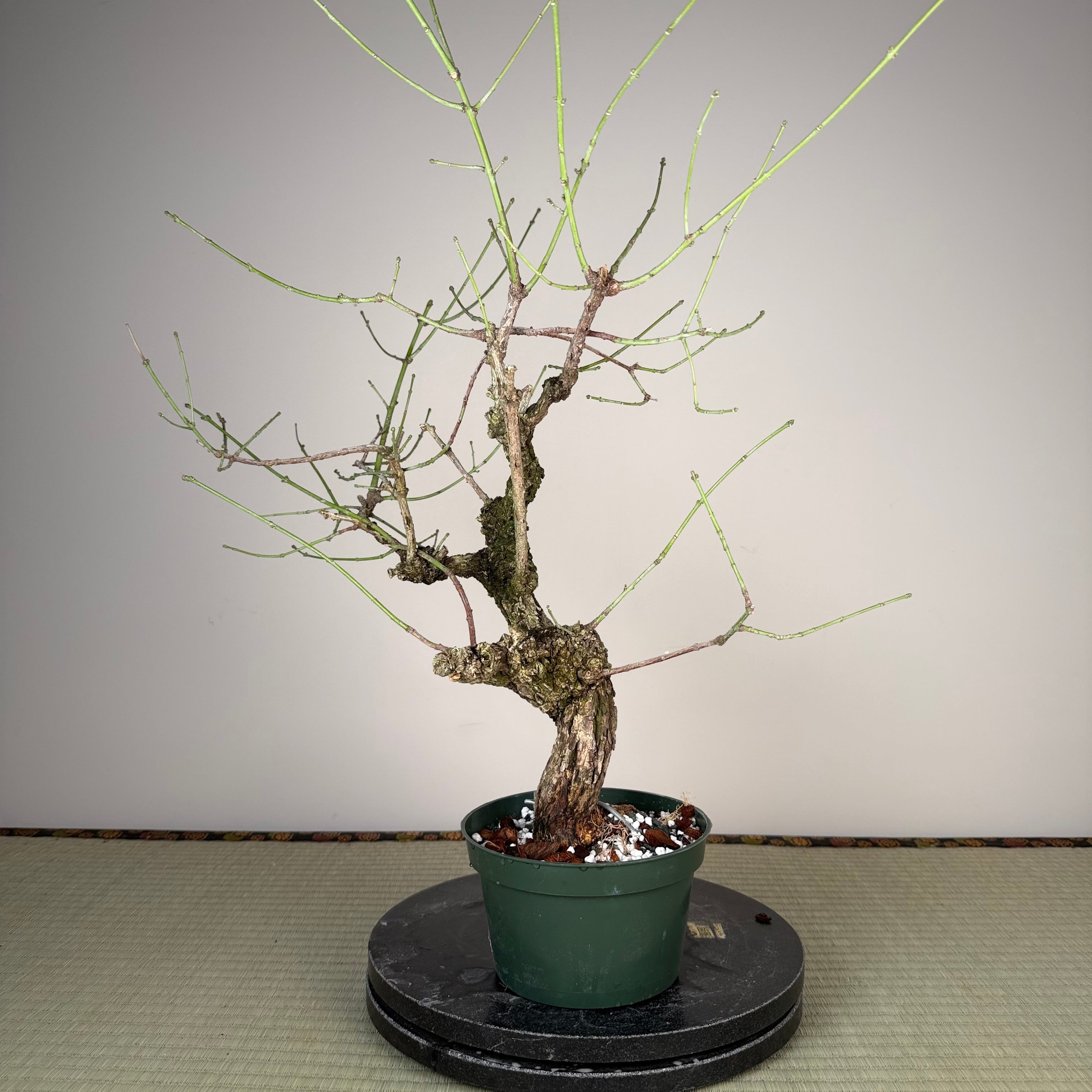 Fusain (variété à écorce rugueuse)