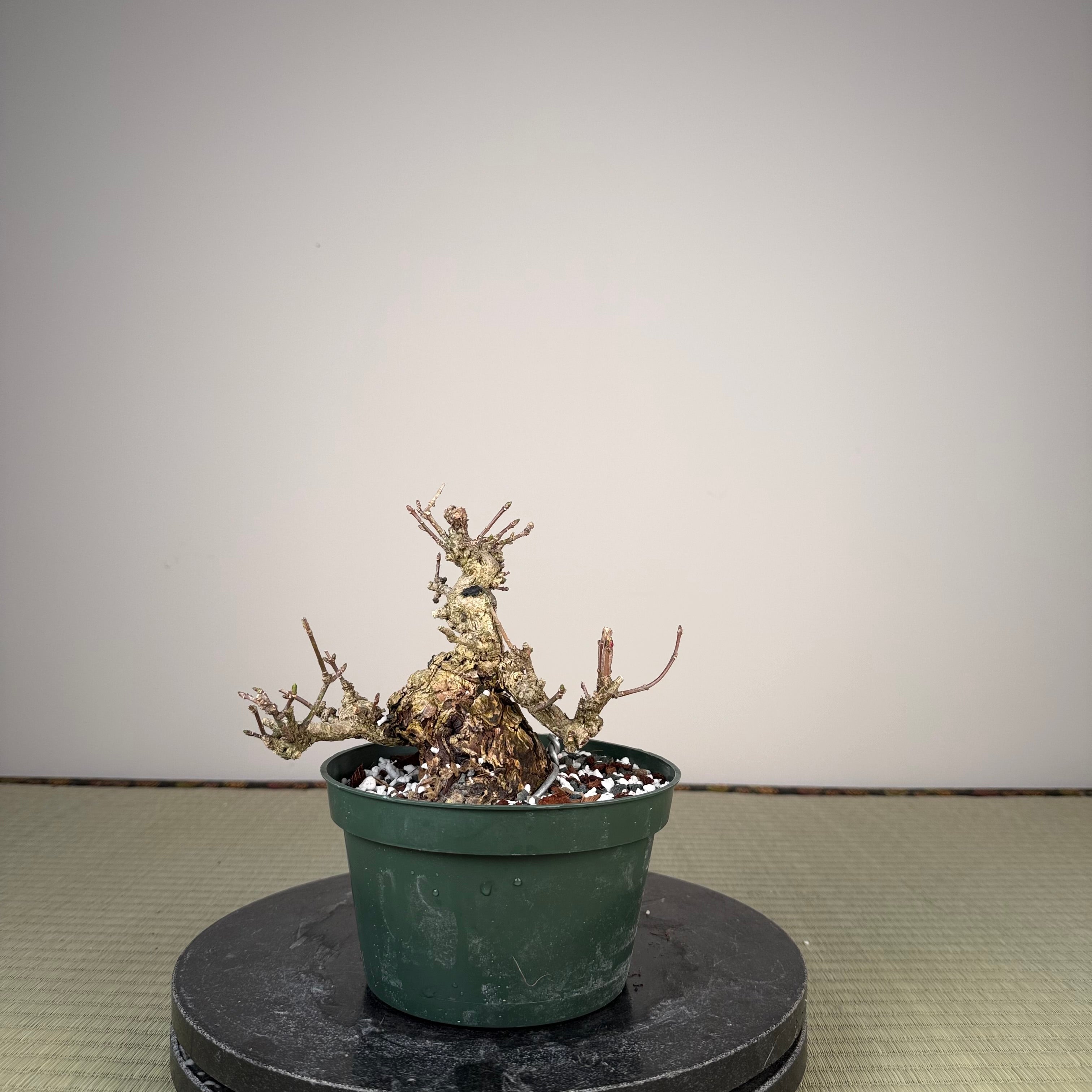 Euonymus