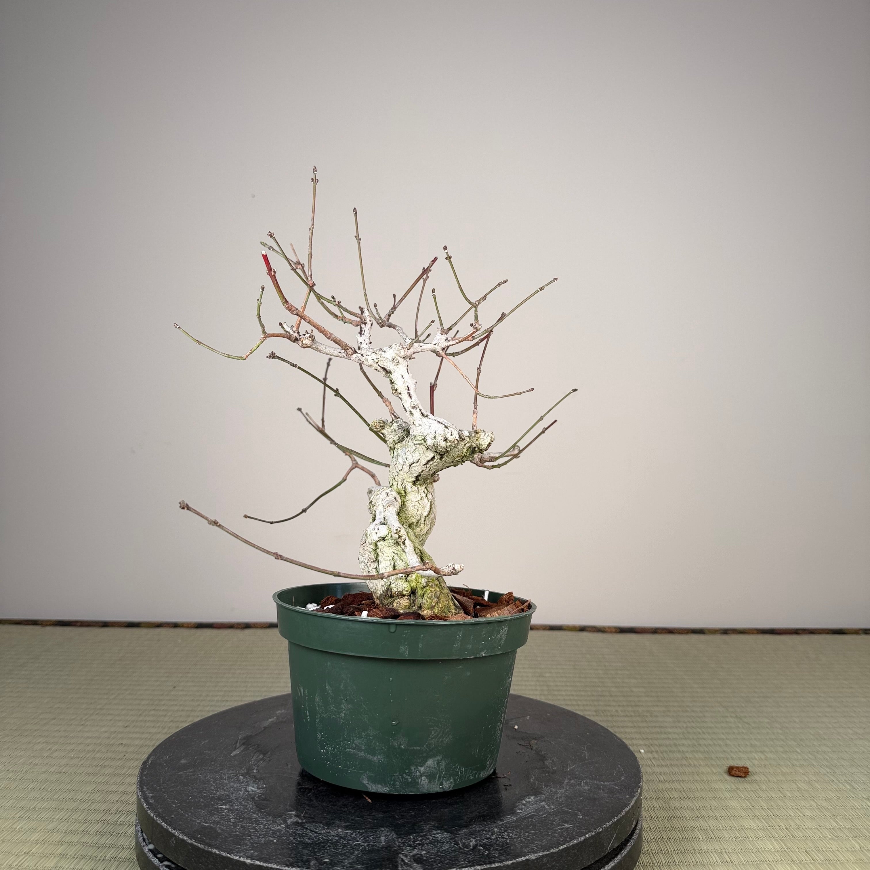 Euonymus