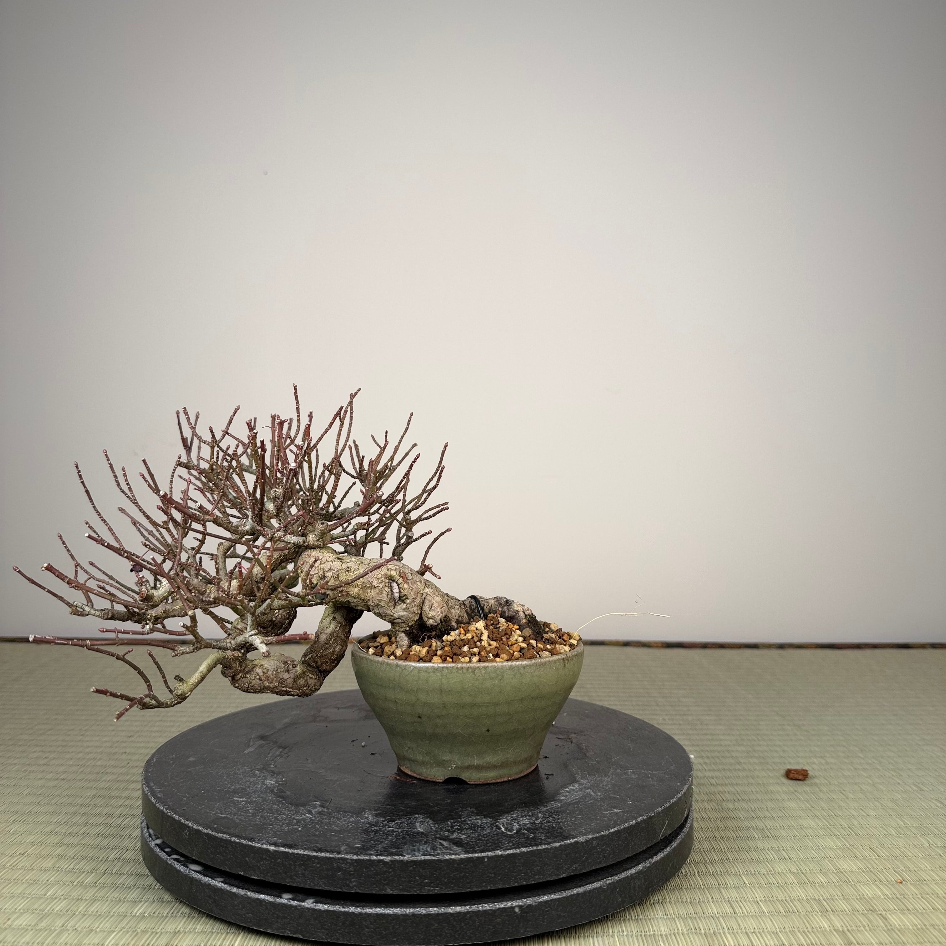Euonymus