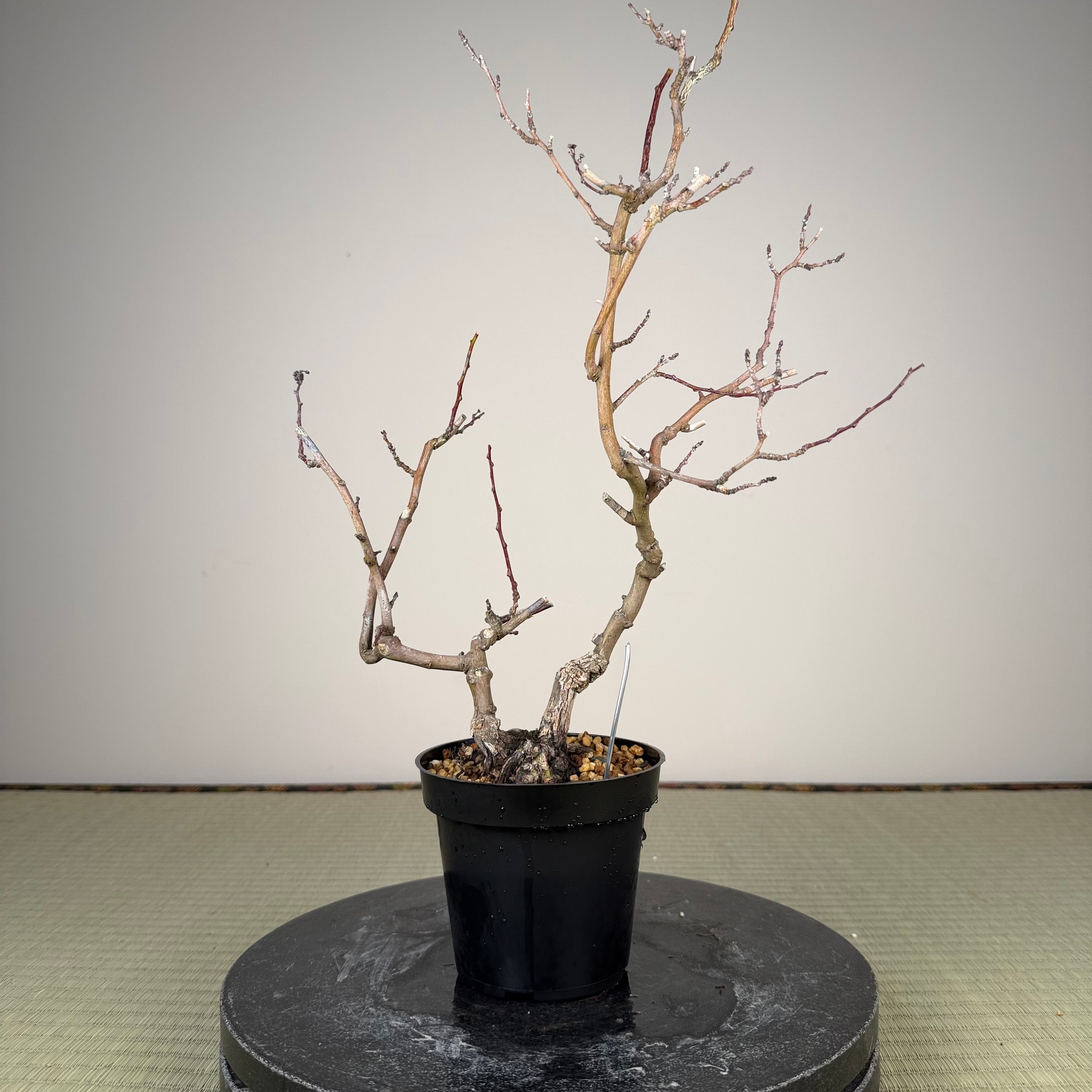 Berchemia racemosa