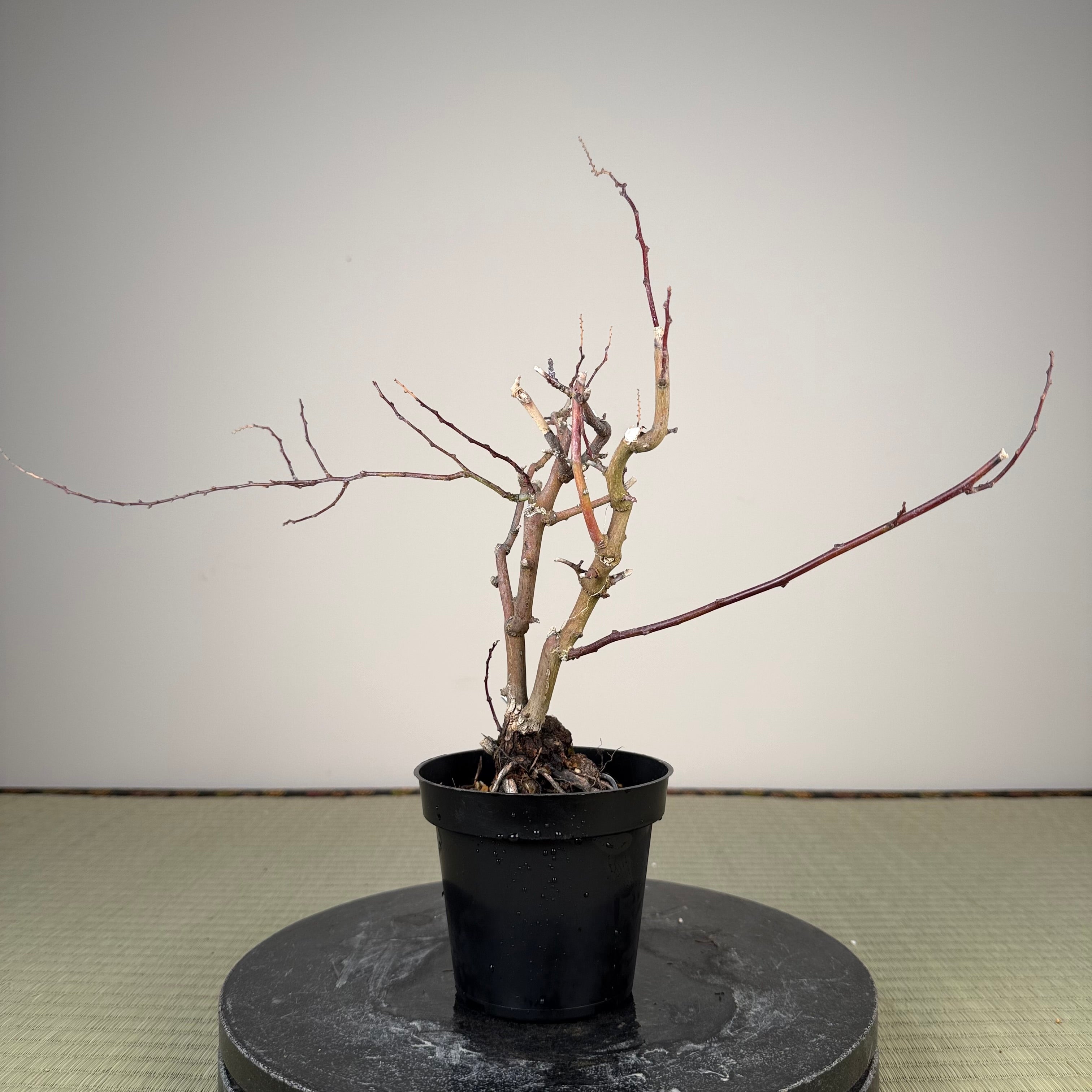 Berchemia racemosa