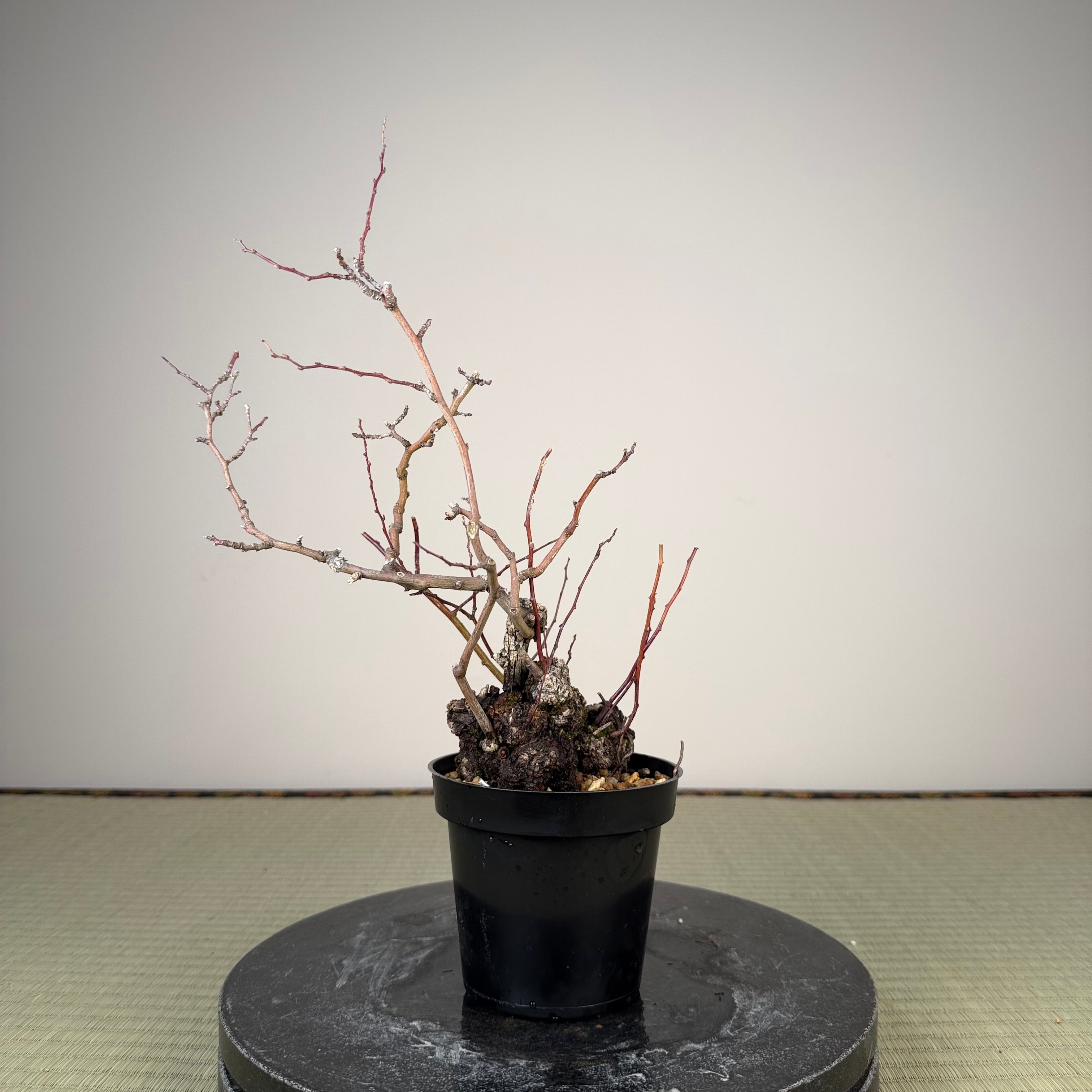 Berchemia racemosa