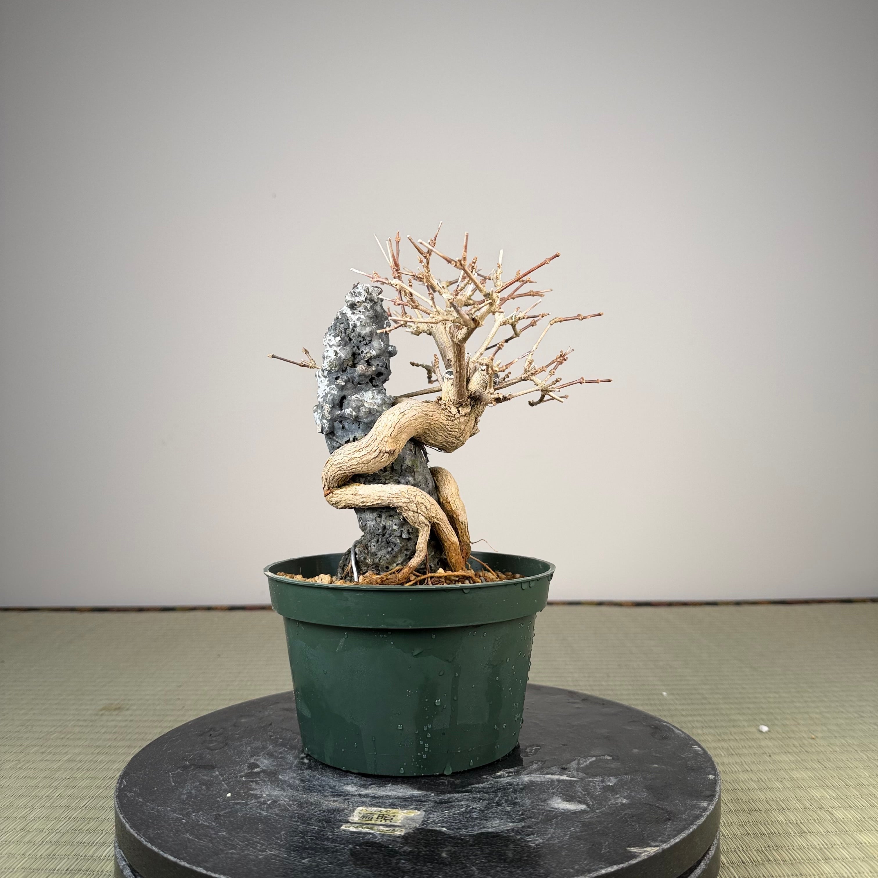 Premna japonica