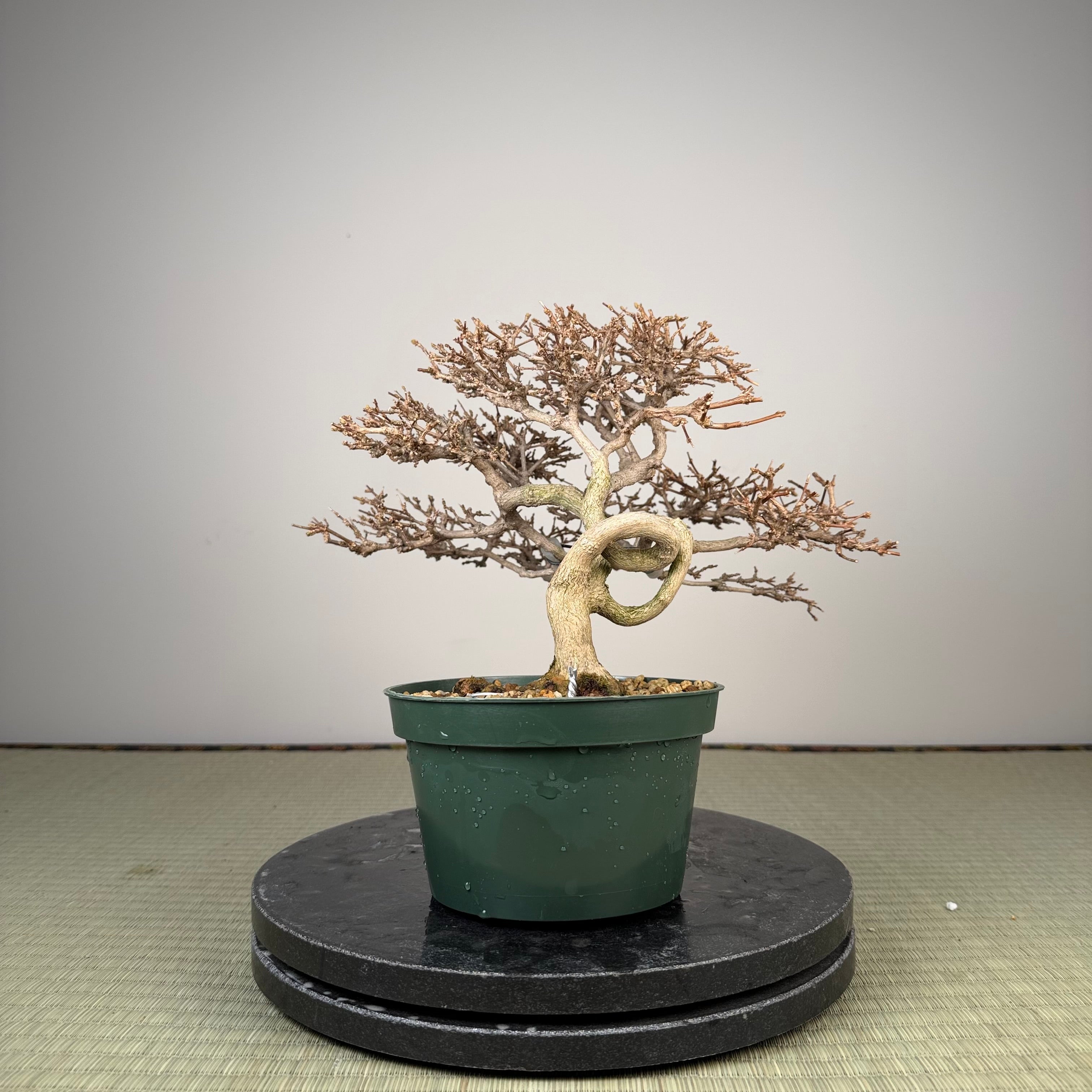 Premna japonica