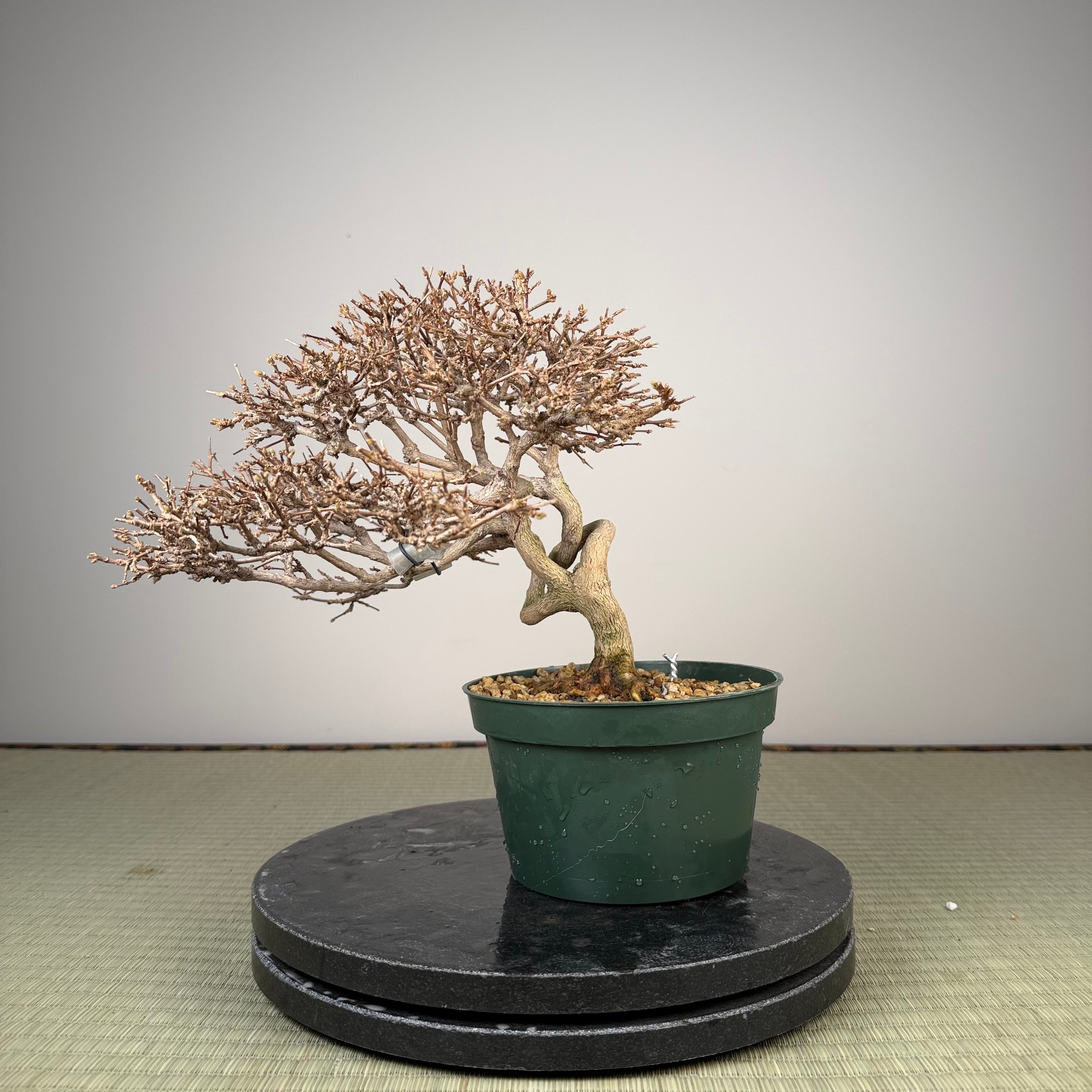 Premna japonica