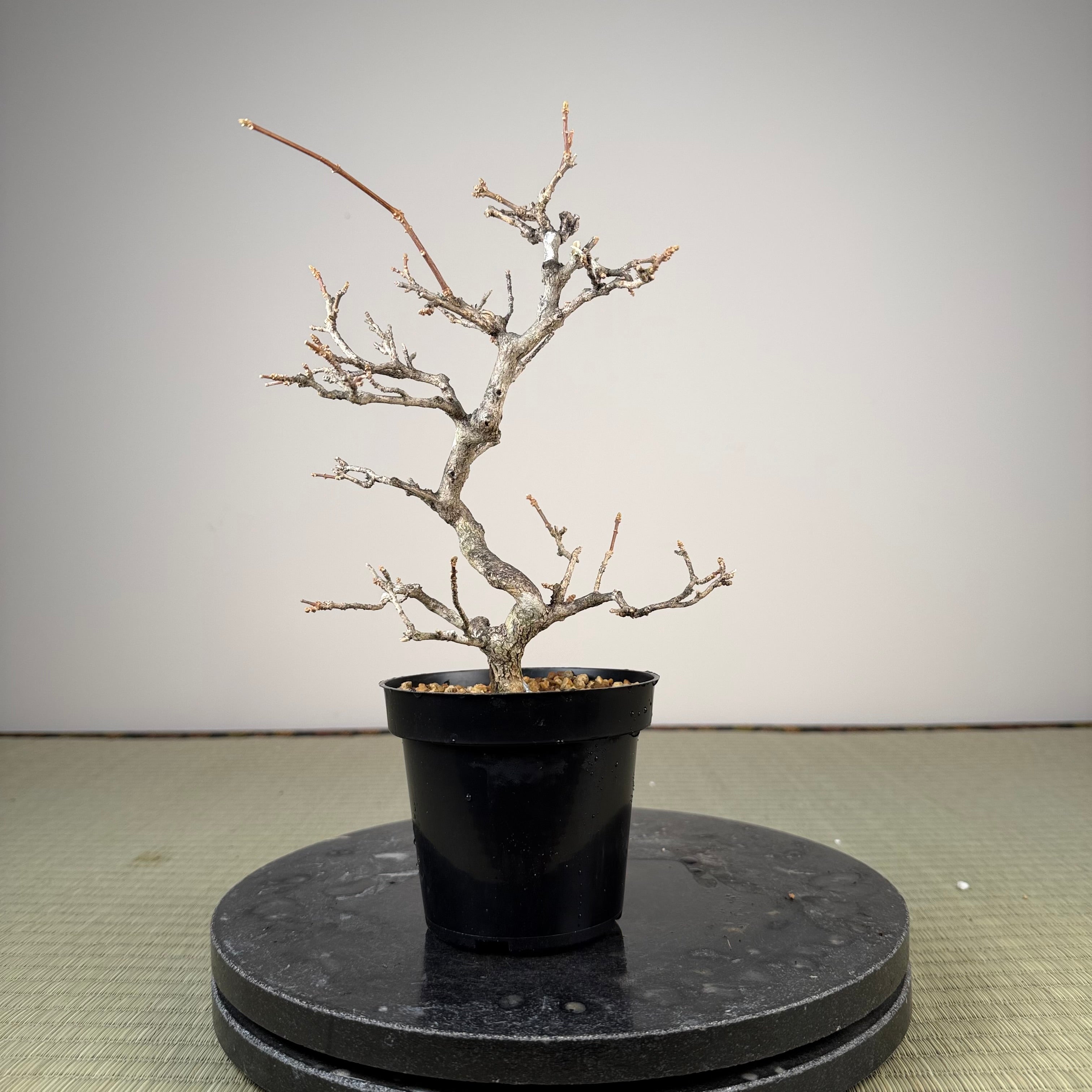 Premna japonica