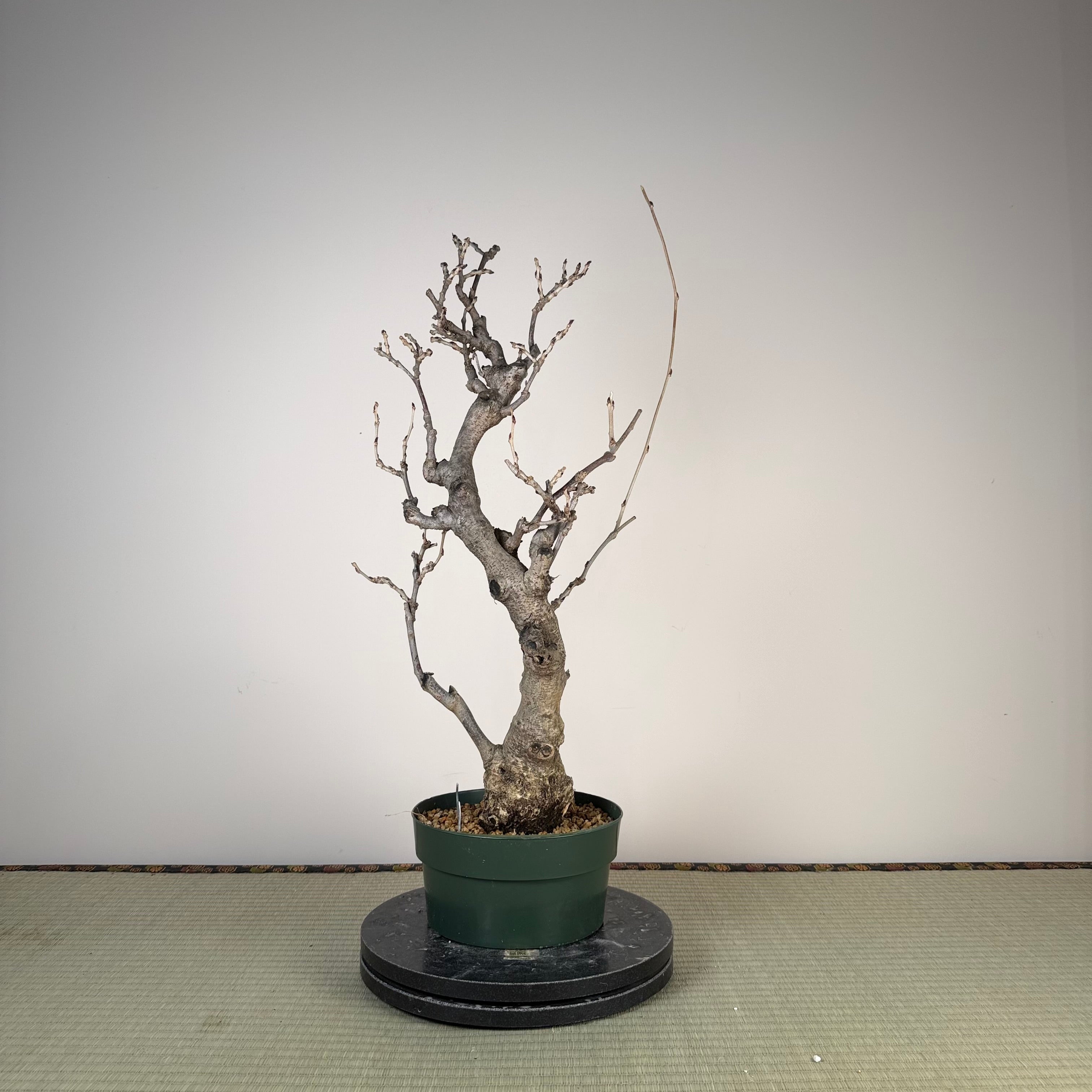 Wisteria floribunda