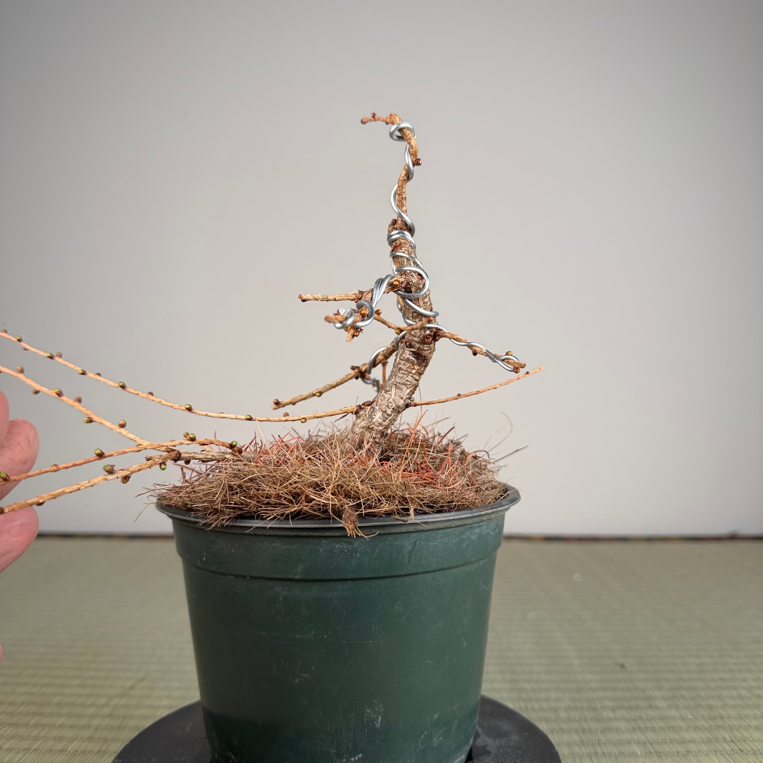 Larix leptolepsis