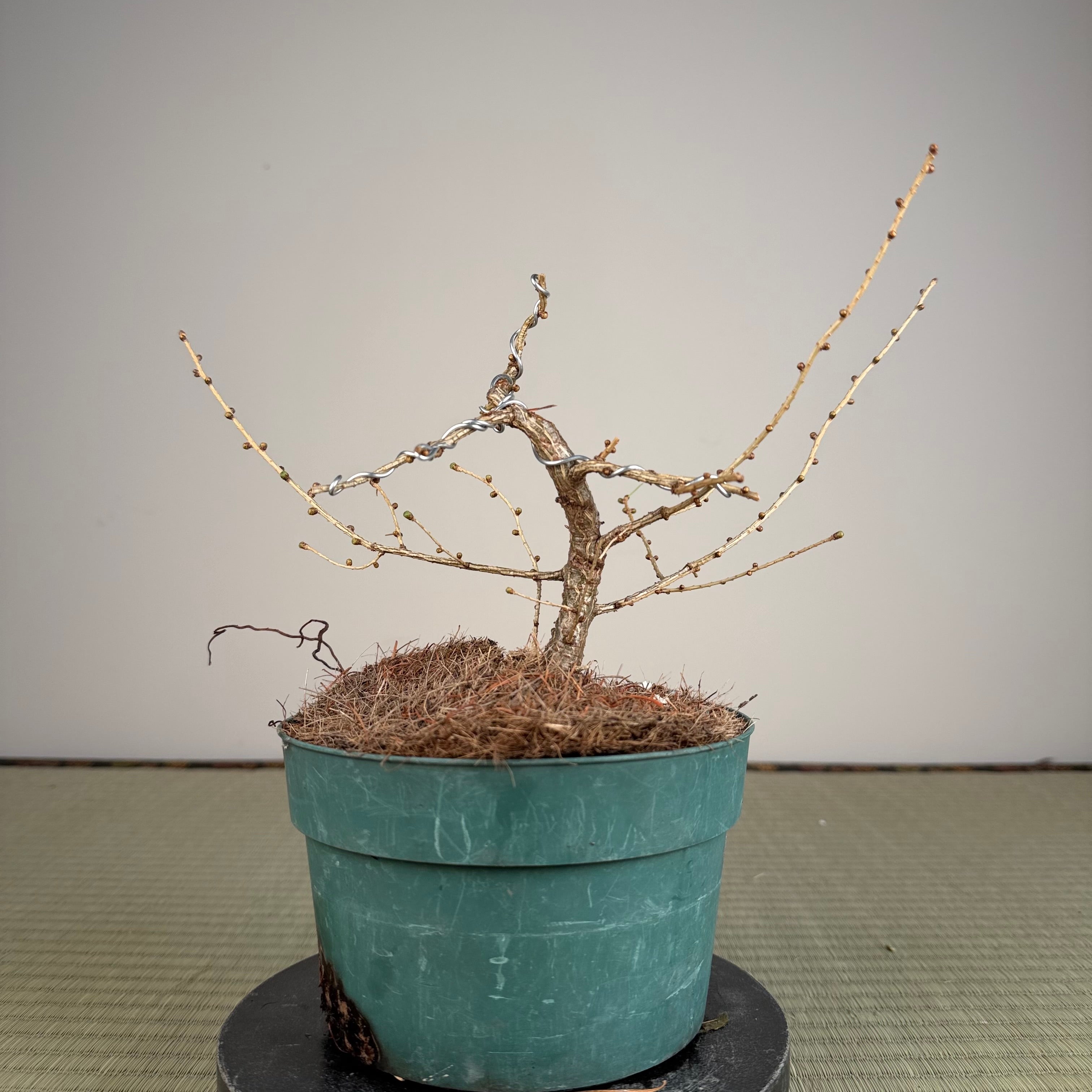 Larix leptolepsis