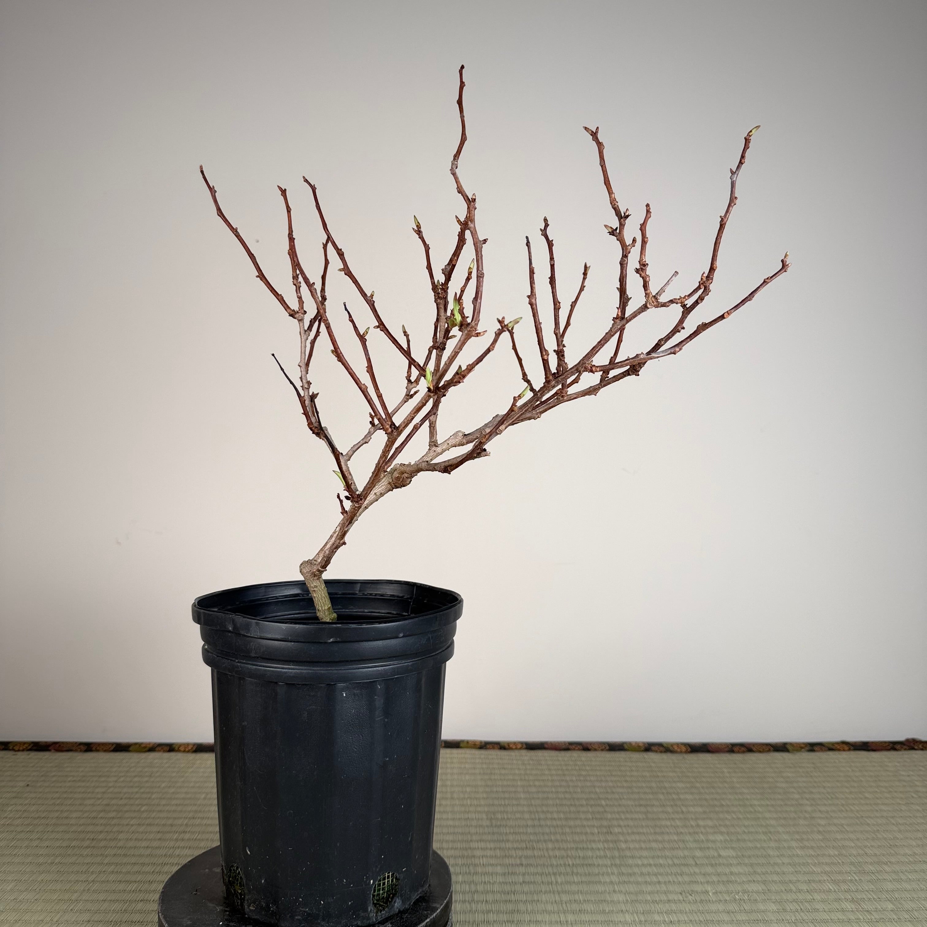 Kadsura japonica