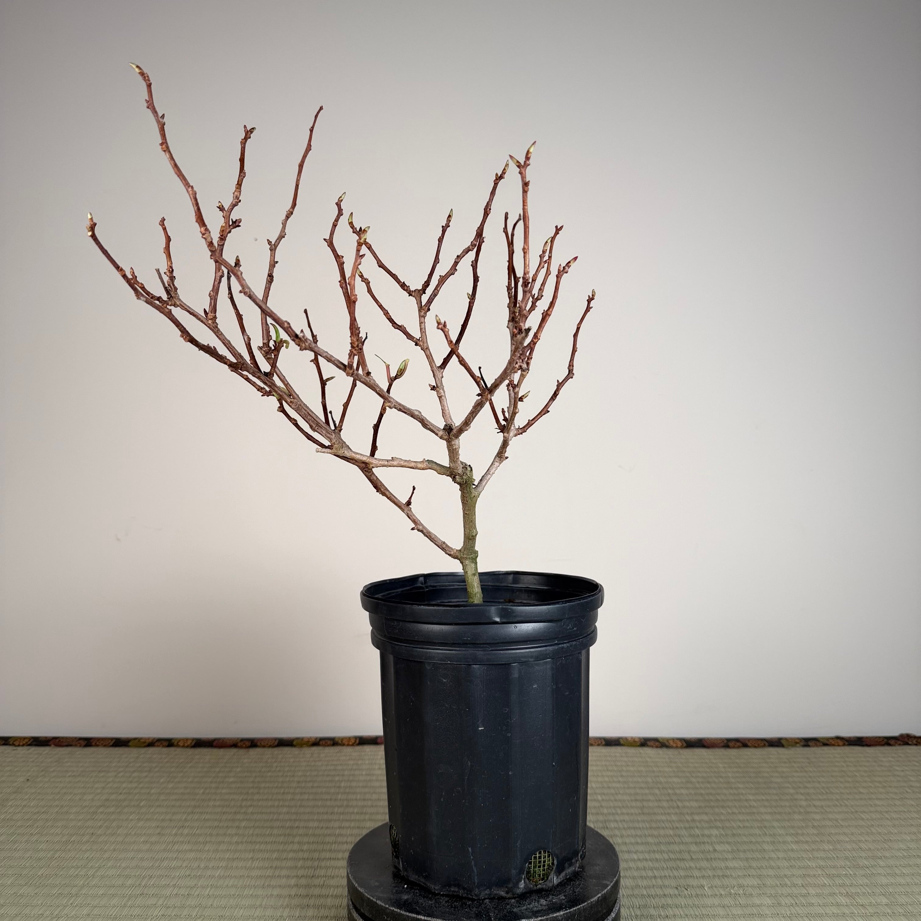 Kadsura japonica