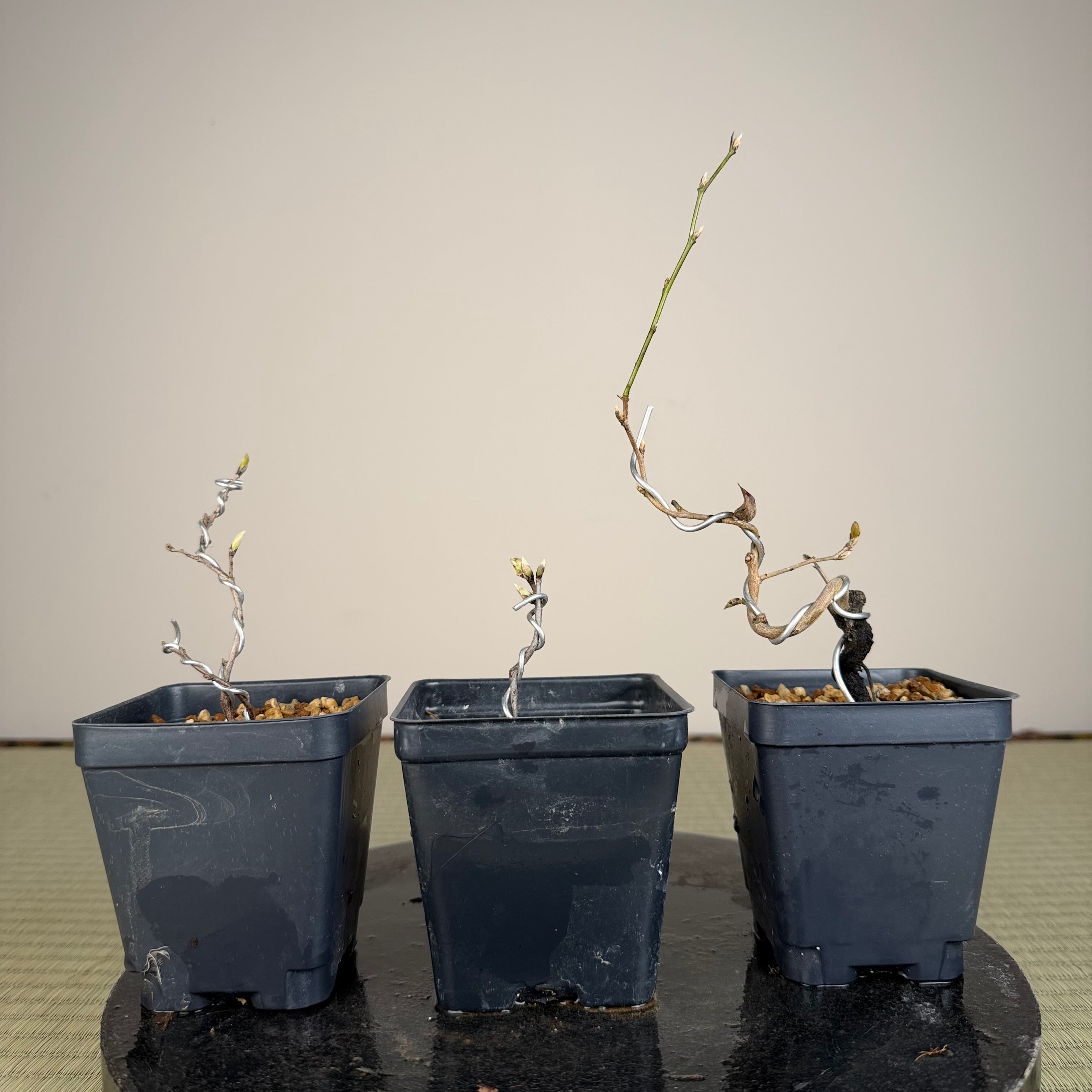 Diospyros rhombifolia (bouture de racine) 'Kurenai Yumeko'