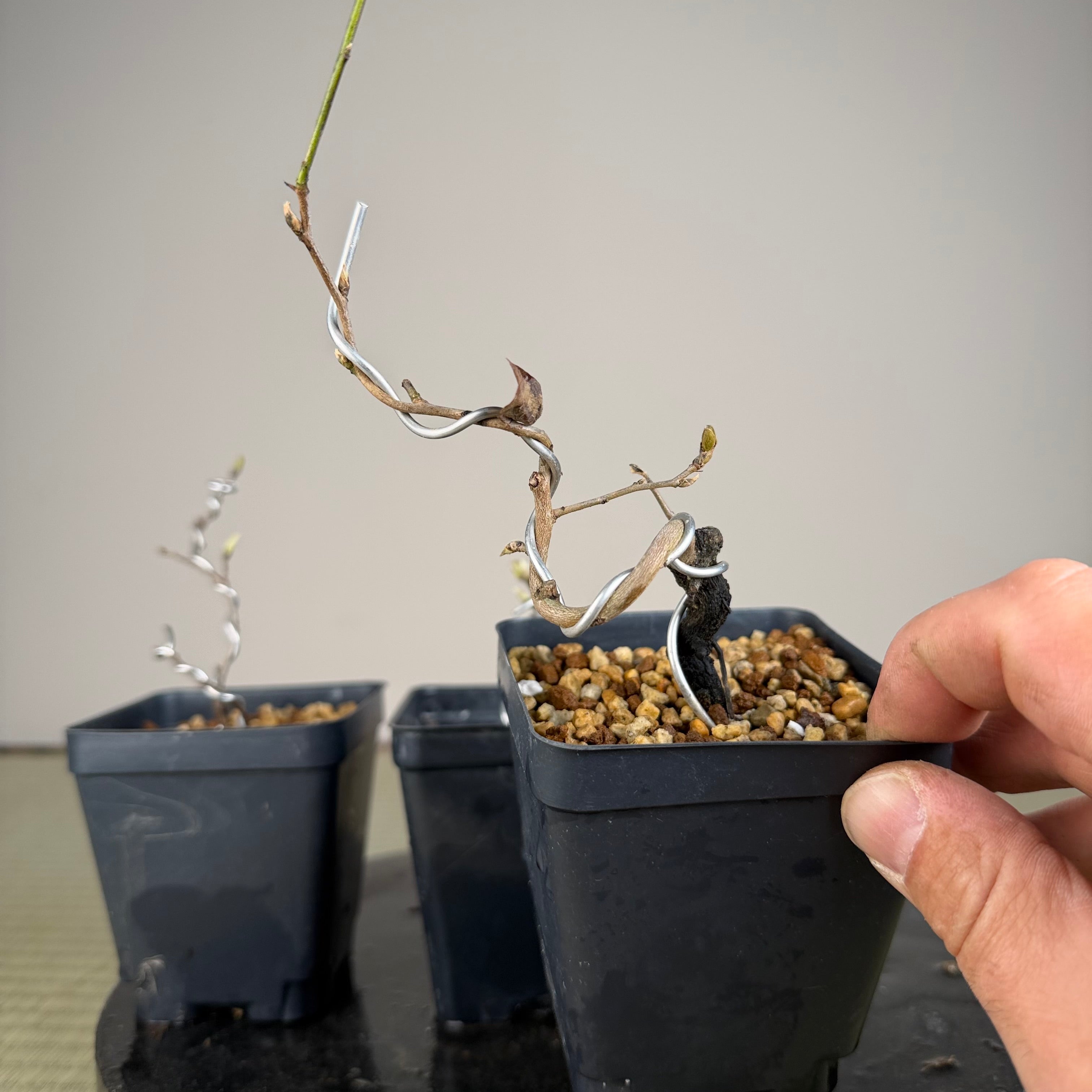 Diospyros rhombifolia (bouture de racine) 'Kurenai Yumeko'