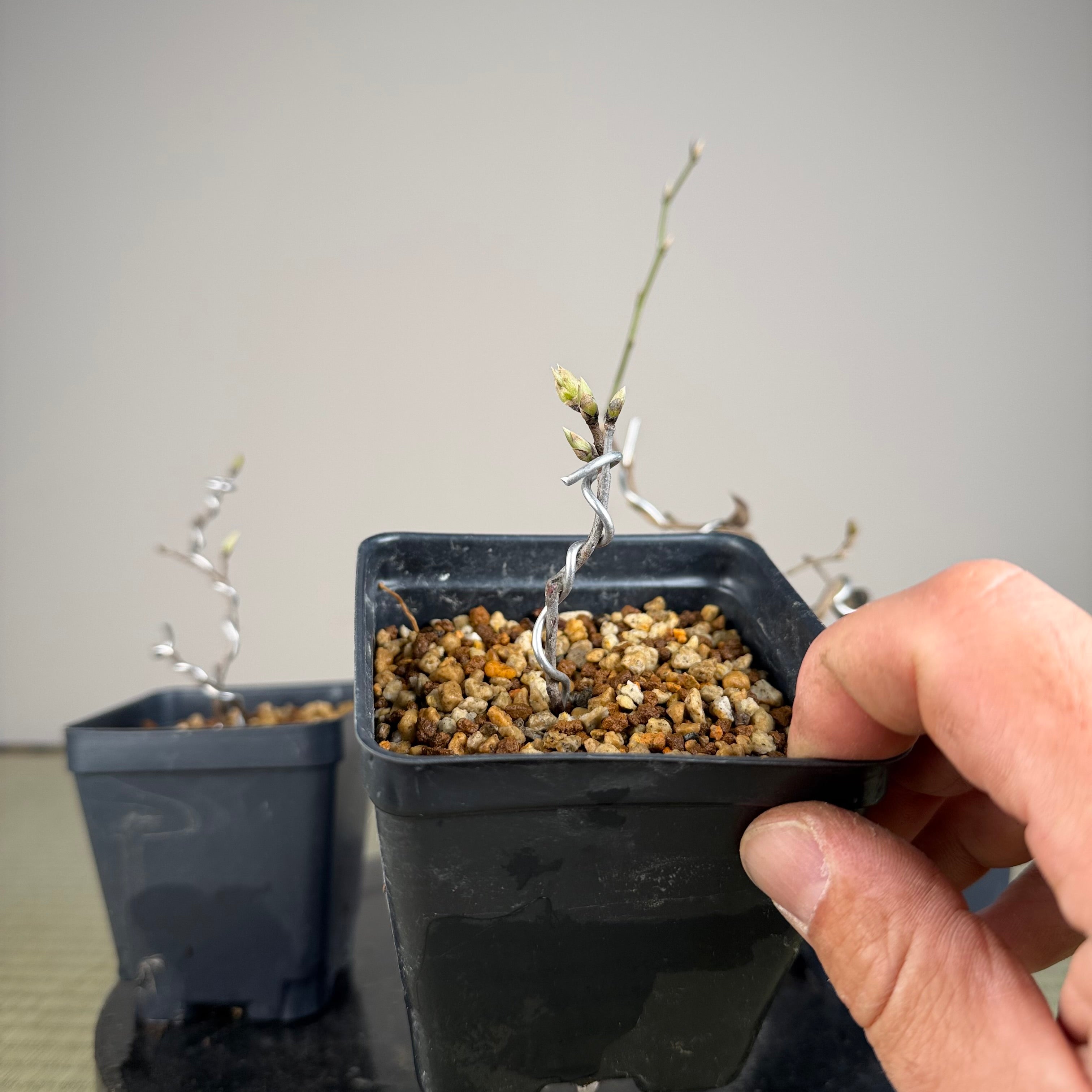 Diospyros rhombifolia (bouture de racine) 'Kurenai Yumeko'