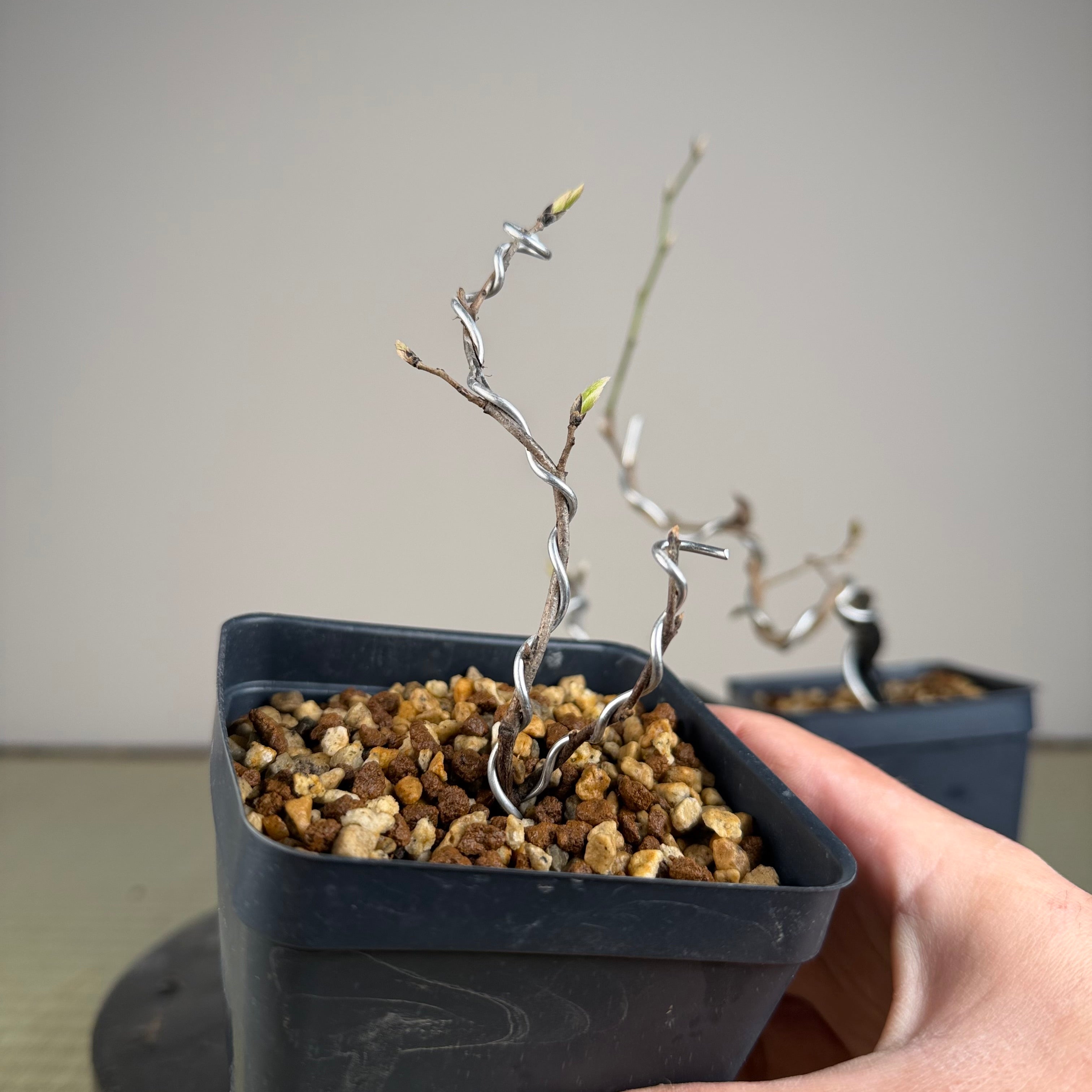 Diospyros rhombifolia (bouture de racine) 'Kurenai Yumeko'