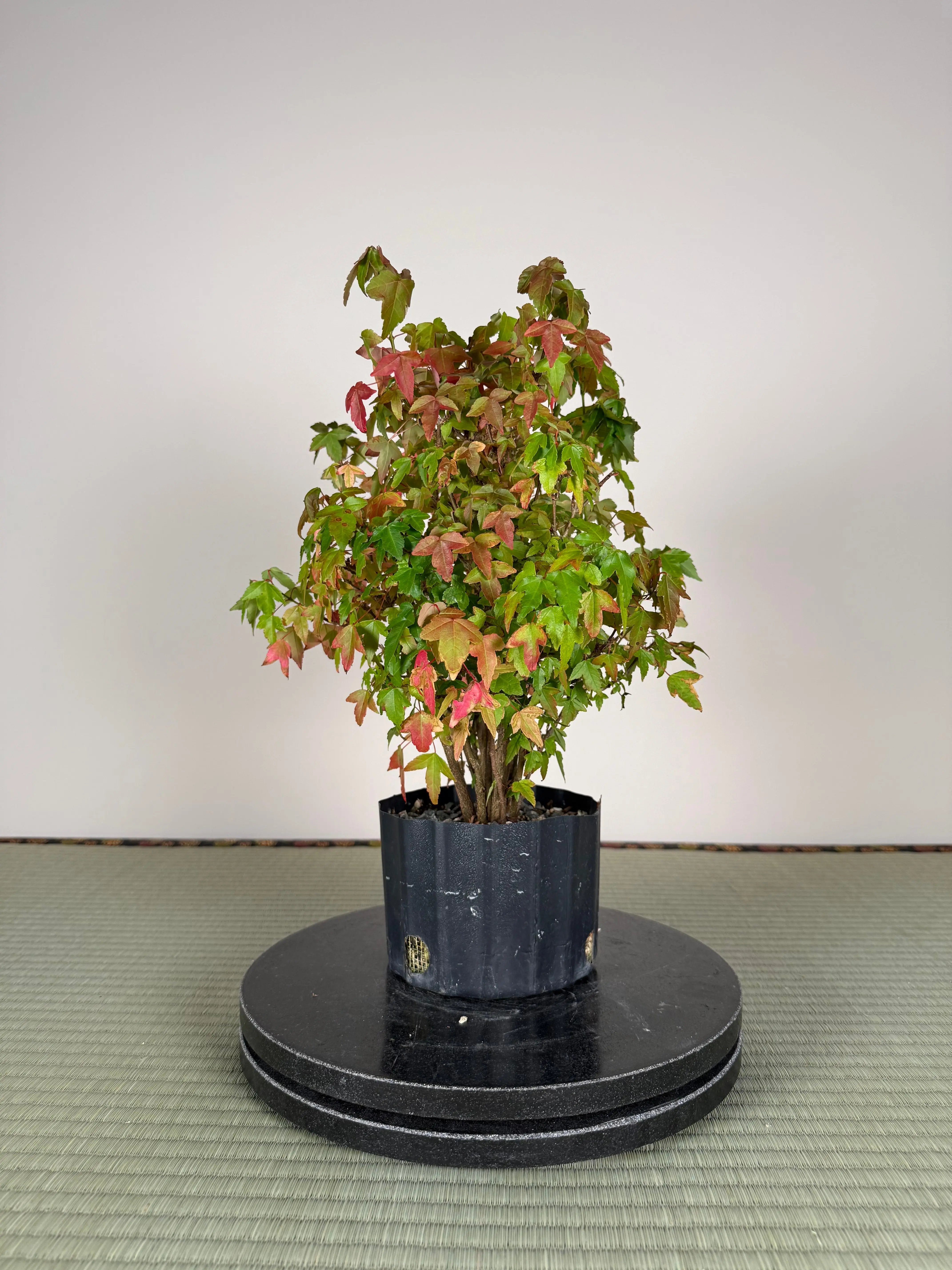 Acer buergerianum 'Fuyo-en' (Clump) Canada Bonsai
