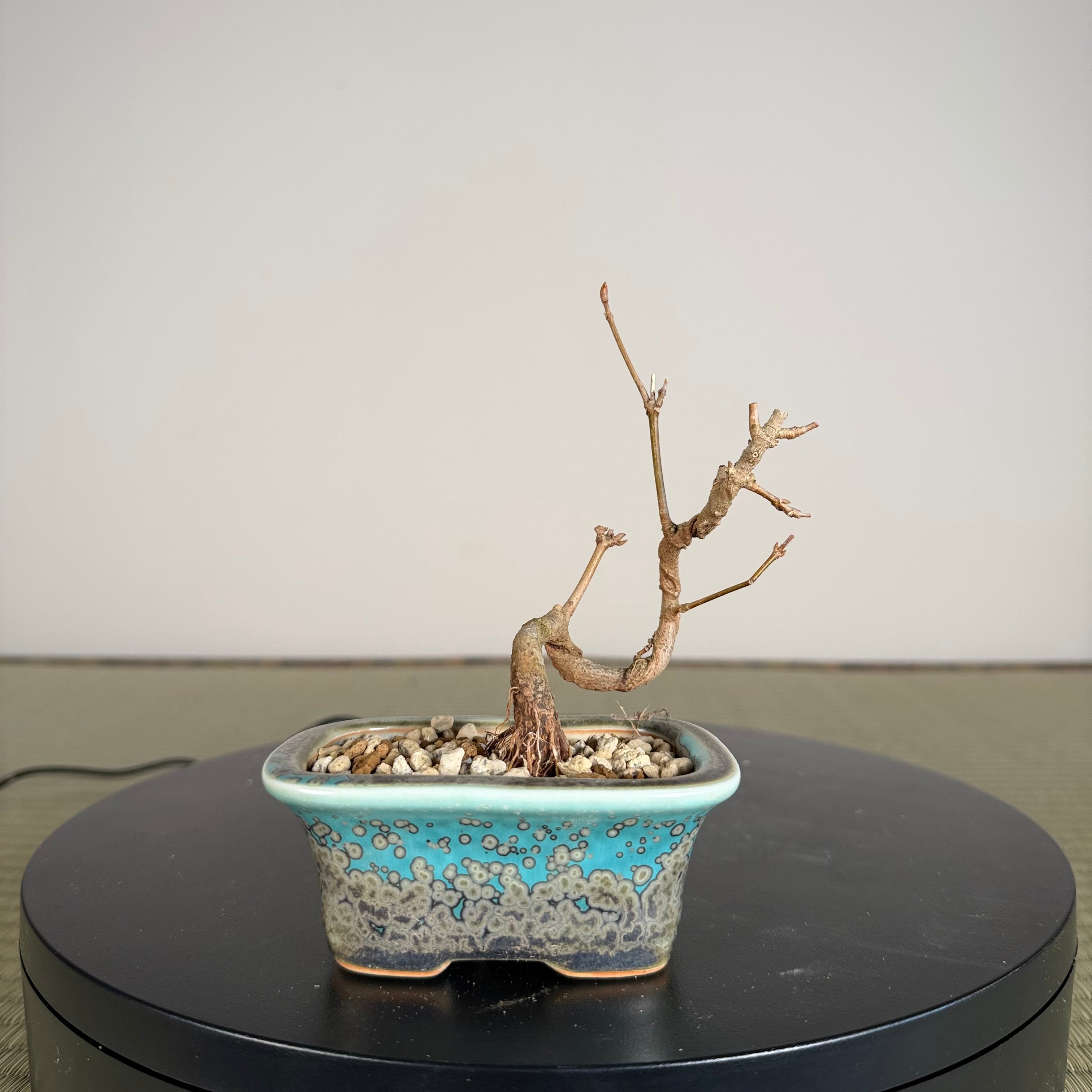 Trident Maple