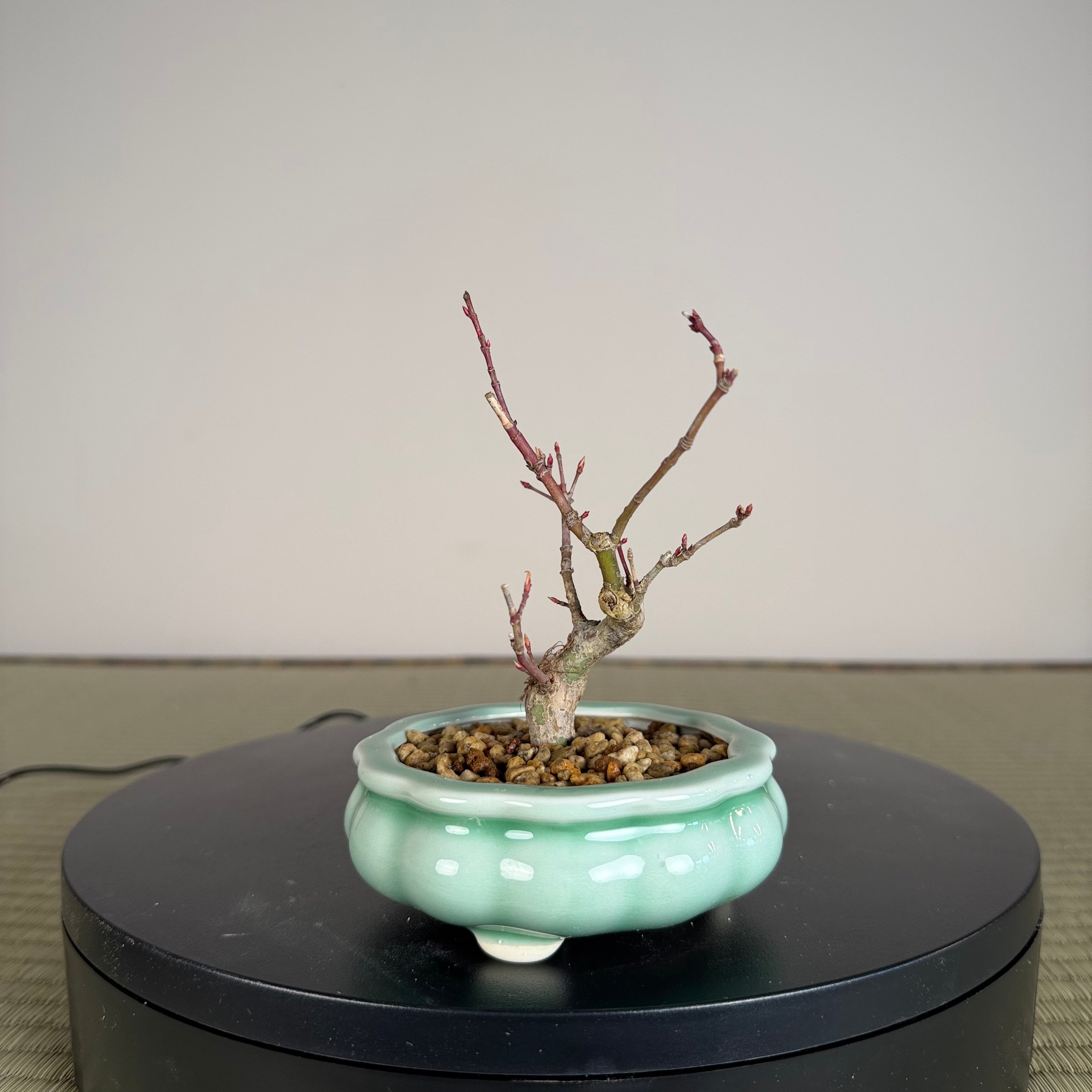 Japanese Maple