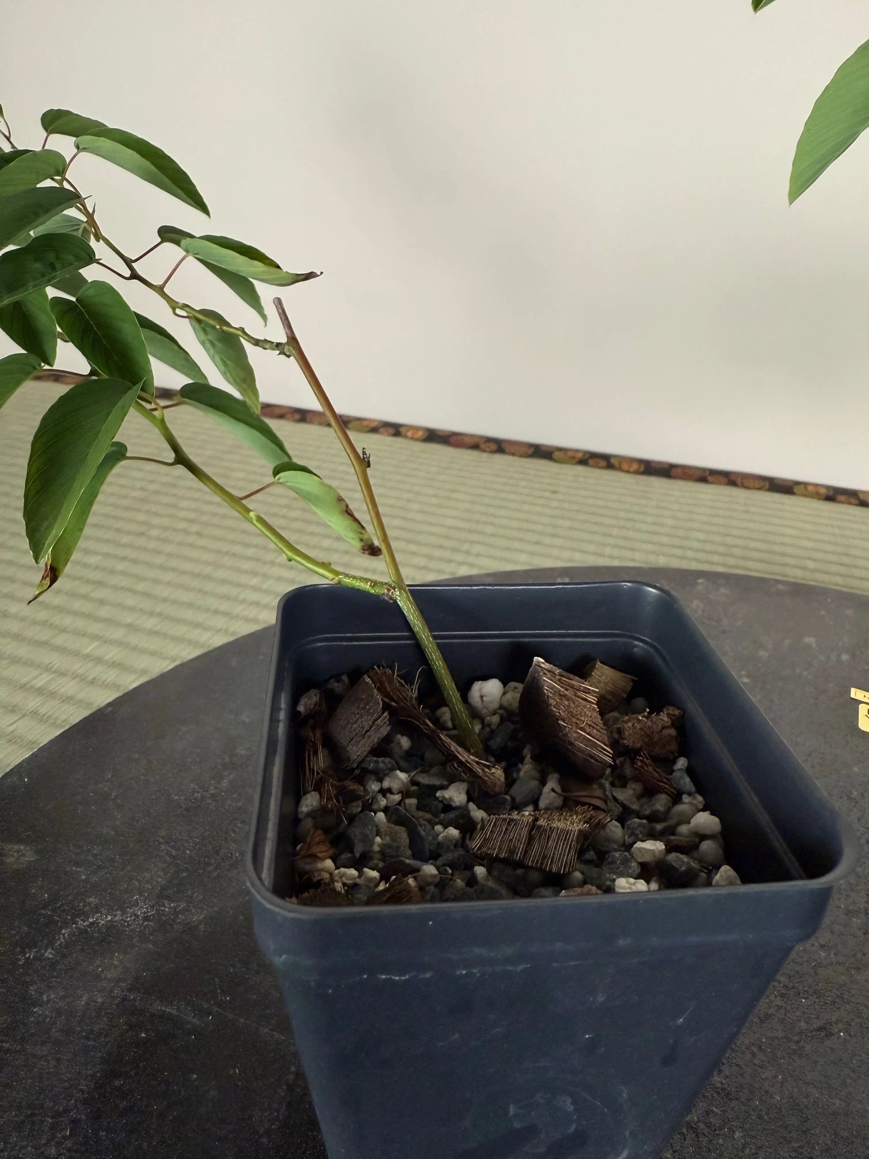 Berchemia racemosa (cuttings) Canada Bonsai
