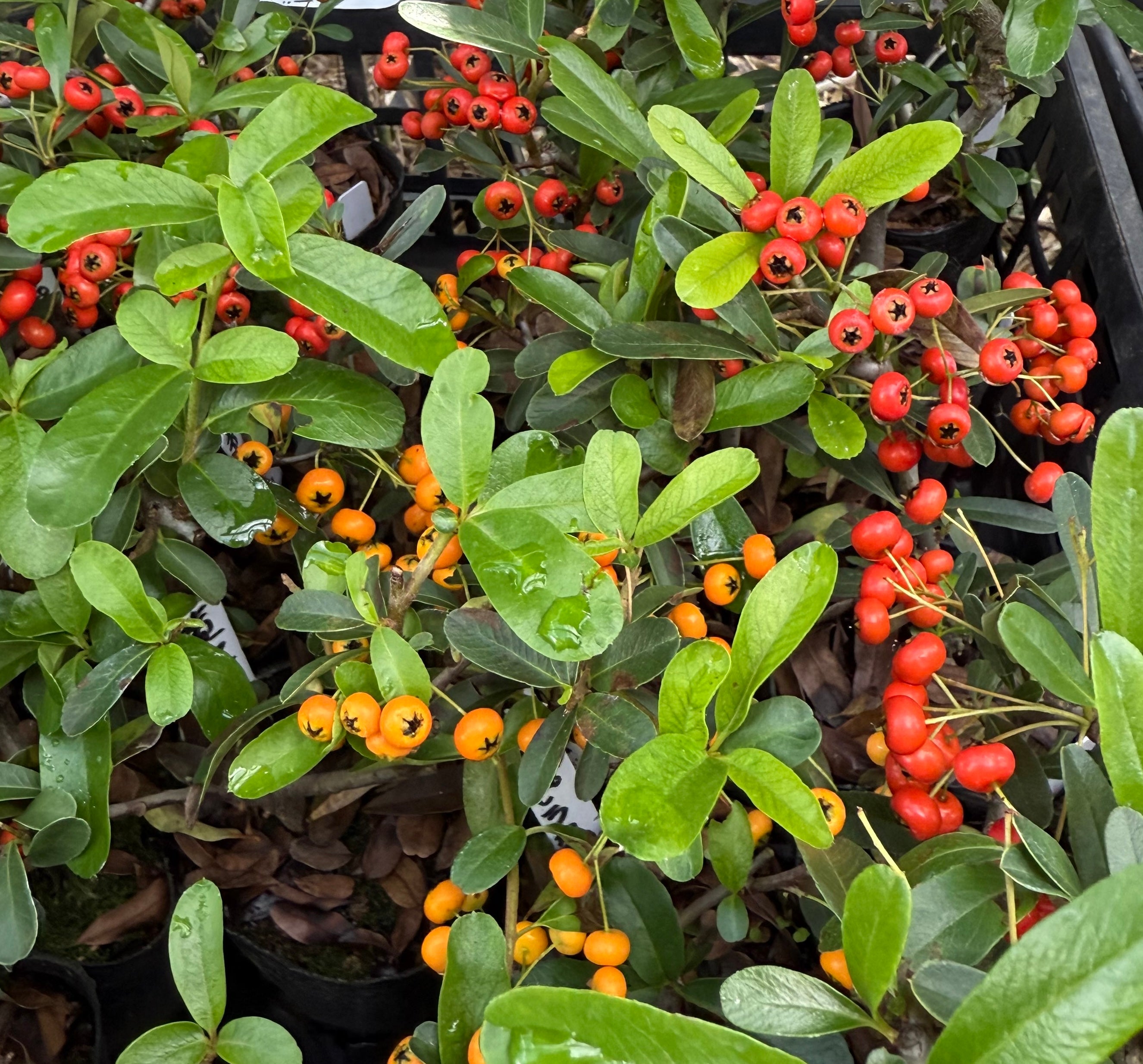 Pyracantha angustifolia (rouge)