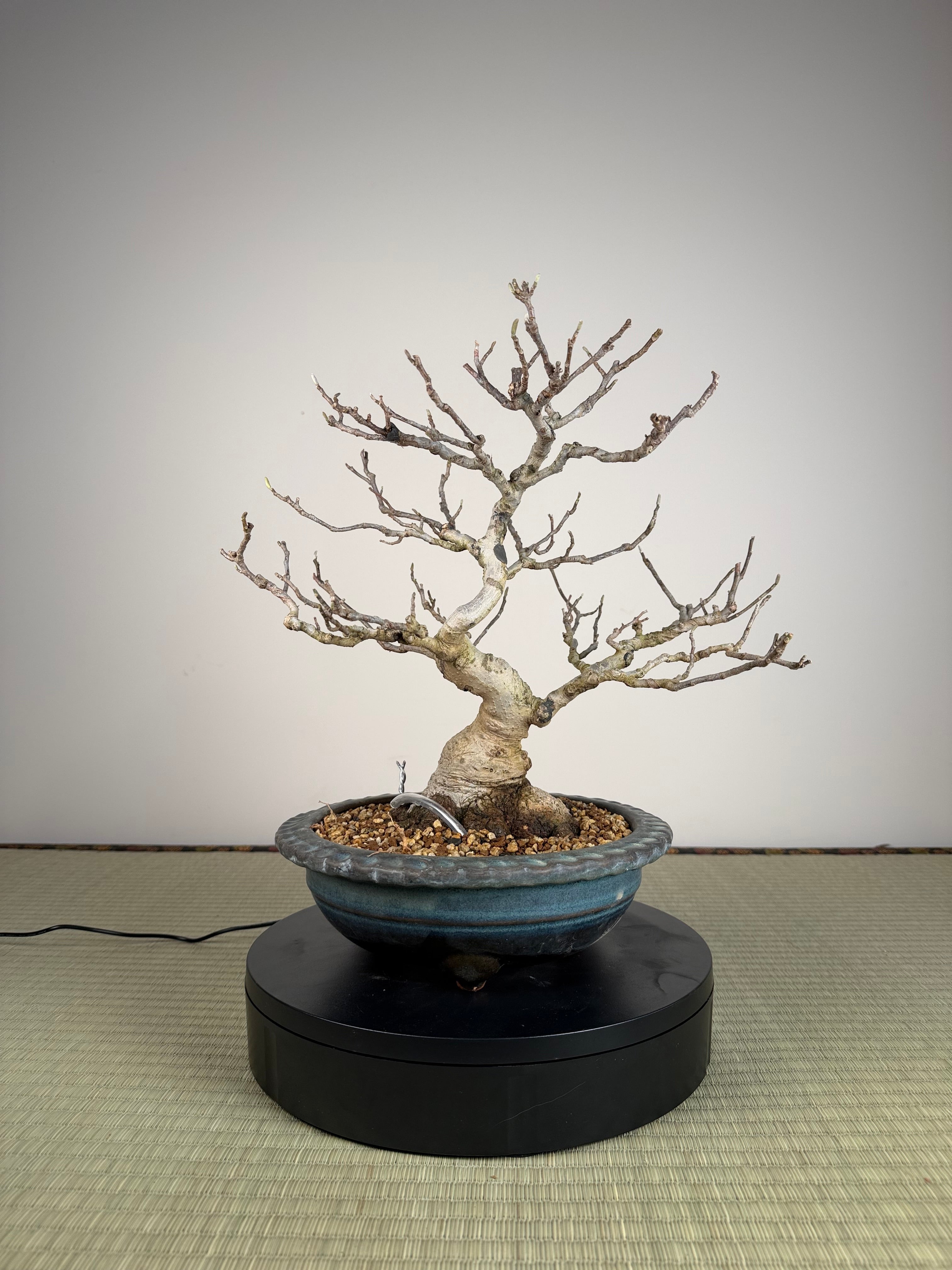 Magnolia