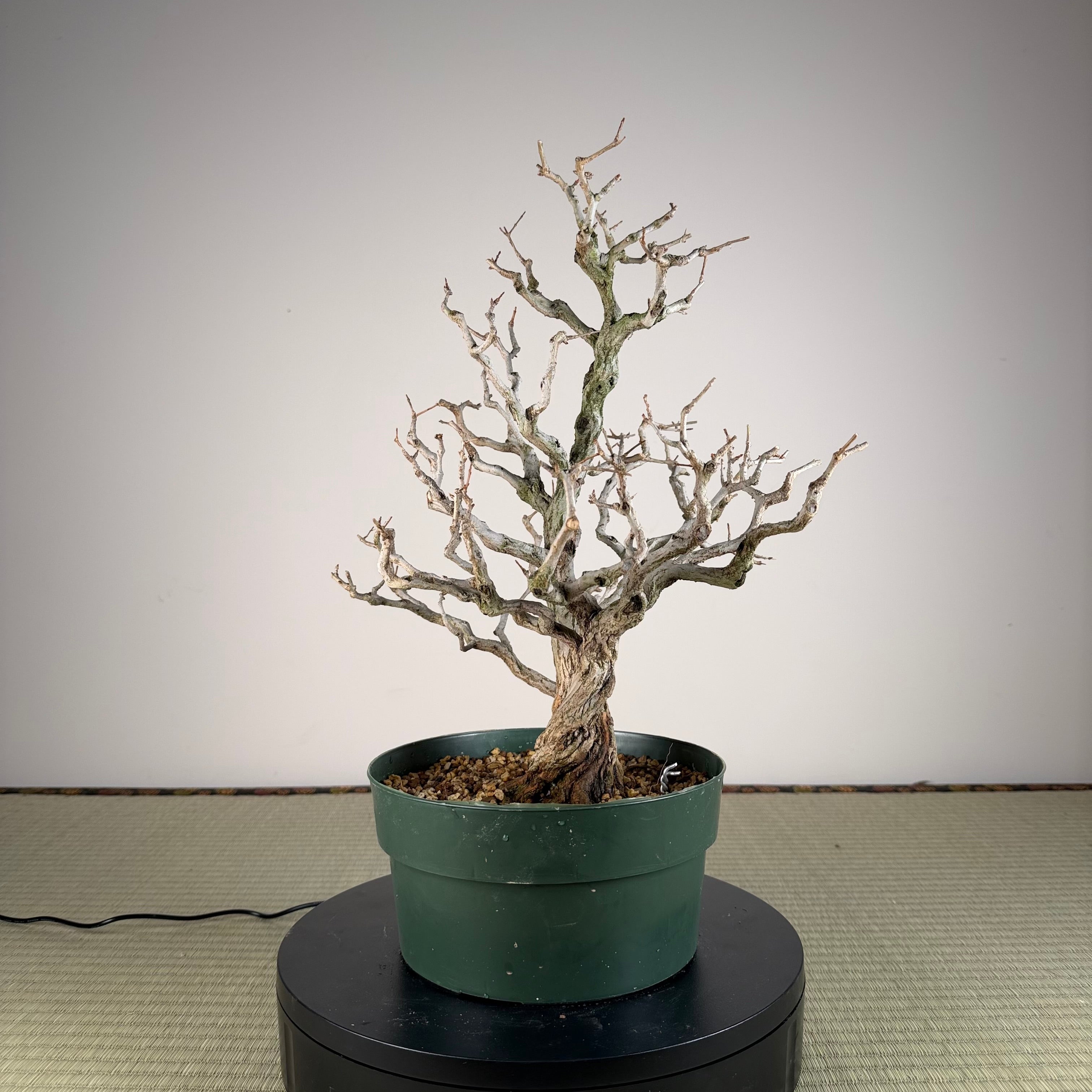 Punica granatum