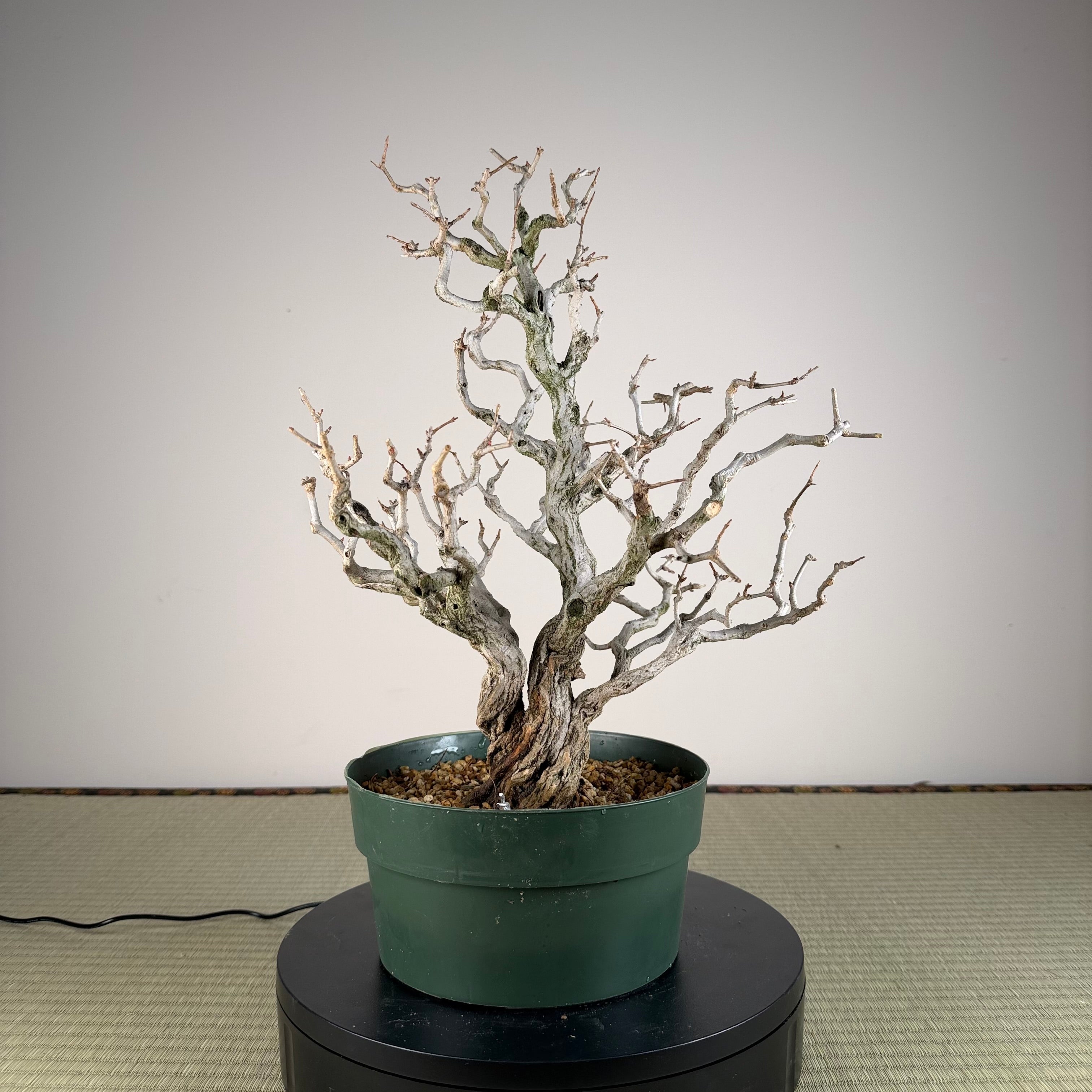 Punica granatum
