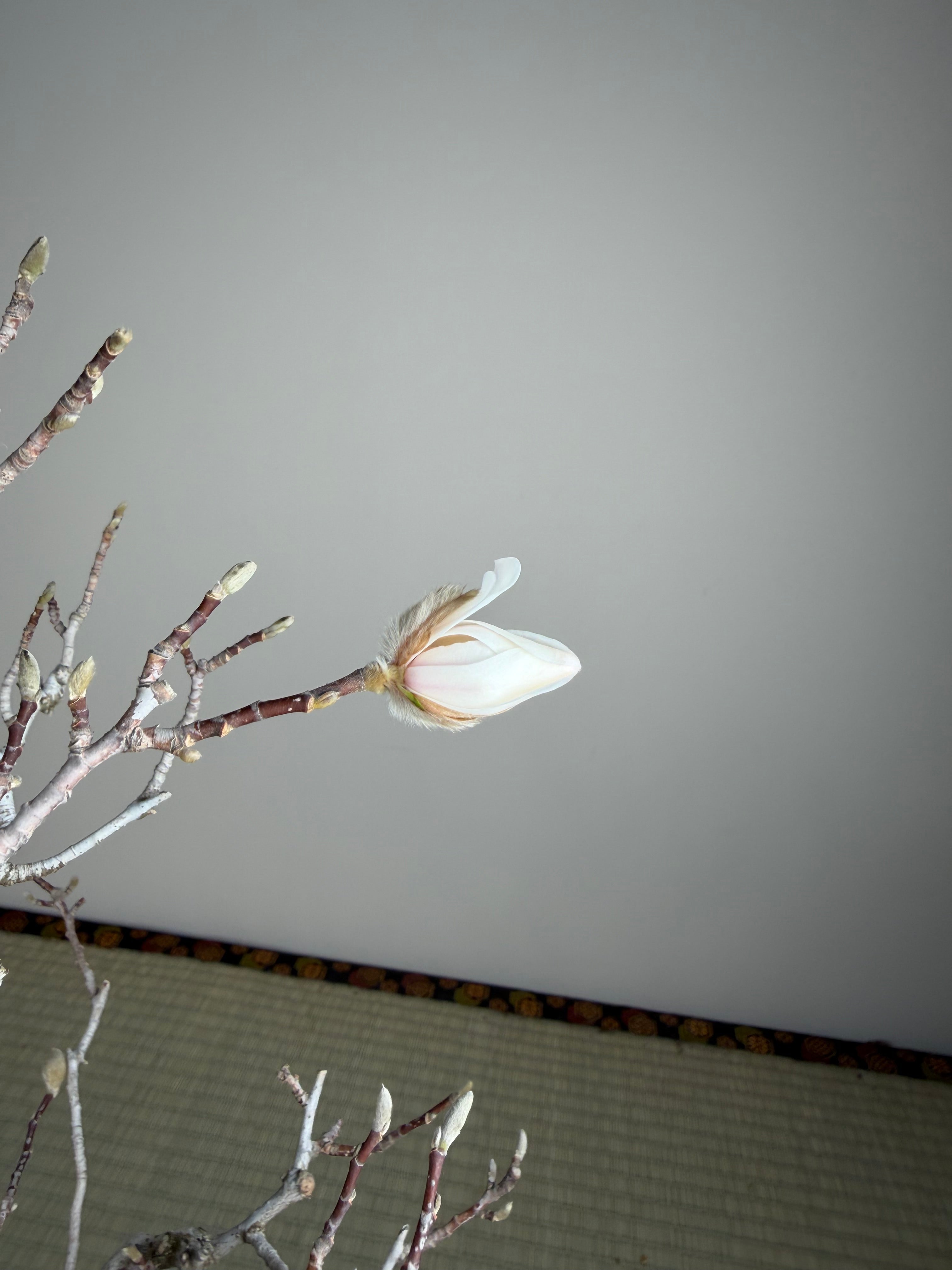 Magnolia kobus (dwarf)