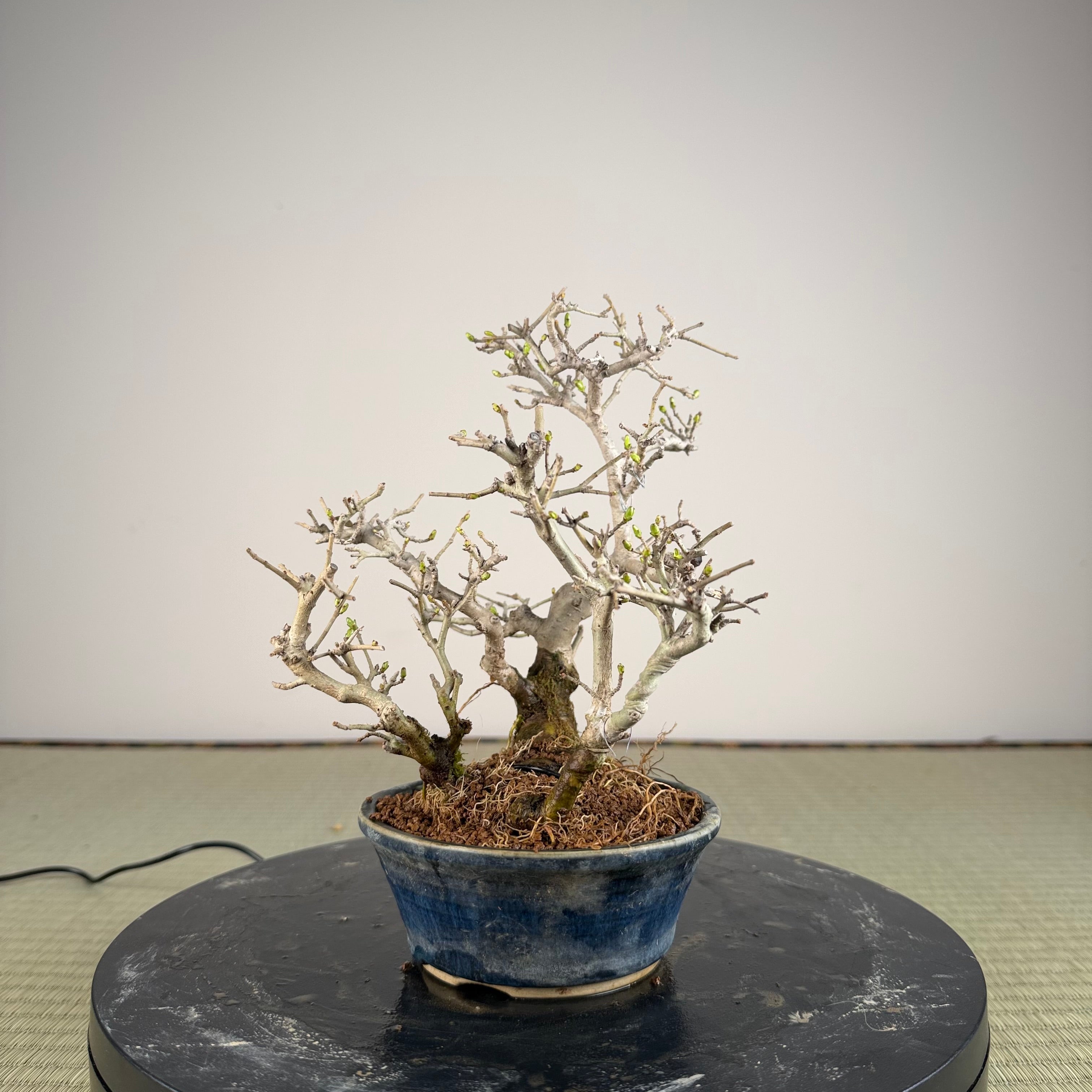Ligustrum Arakawa *Voir note*