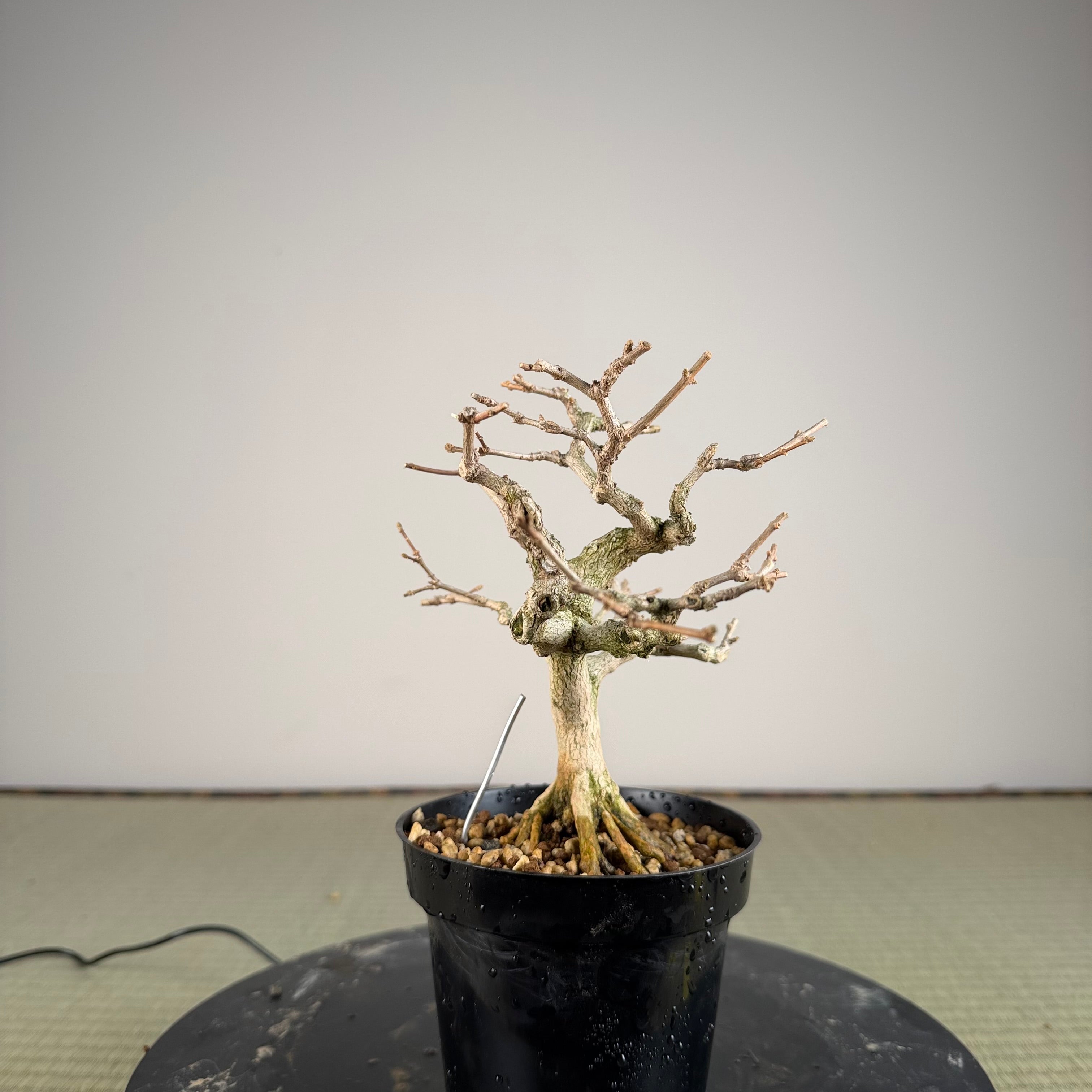Premna japonica