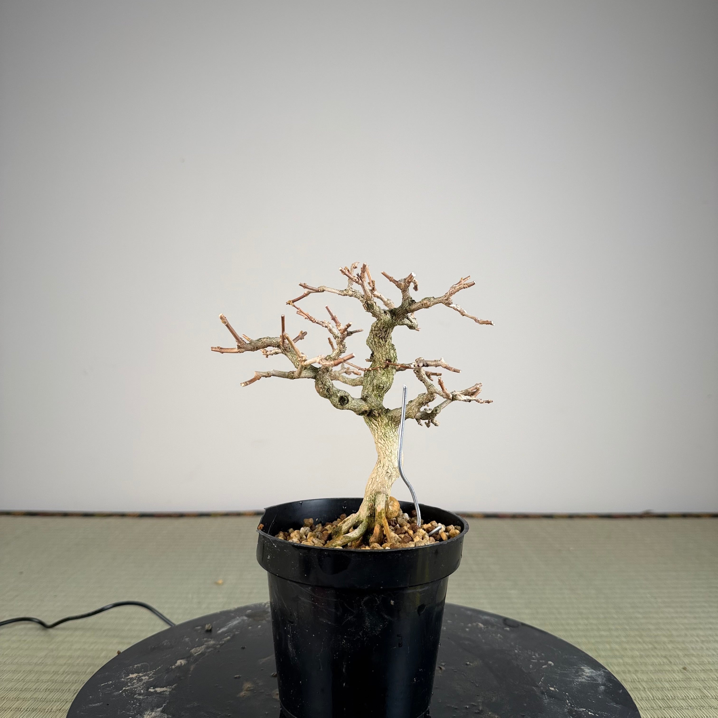 Premna japonica