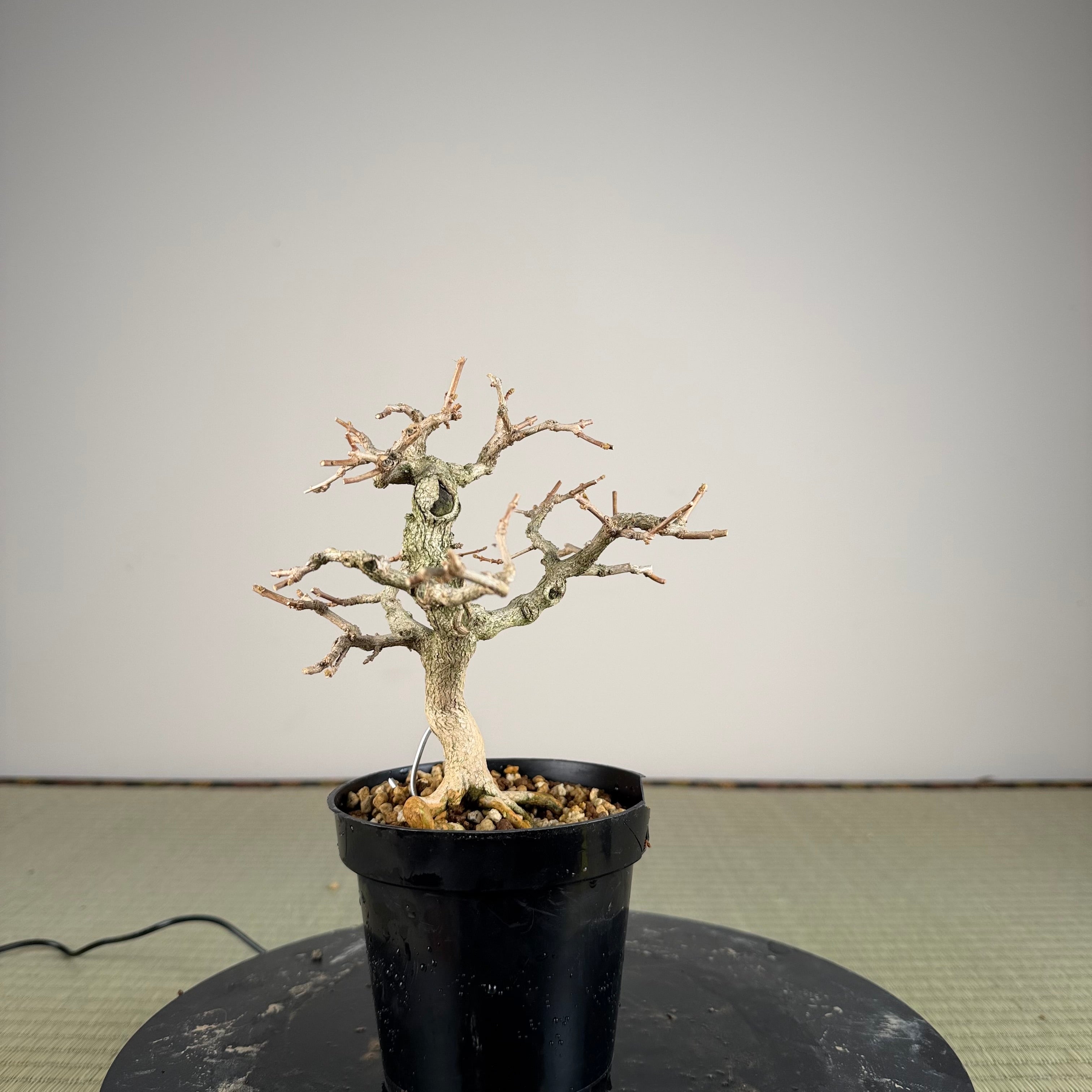 Premna japonica
