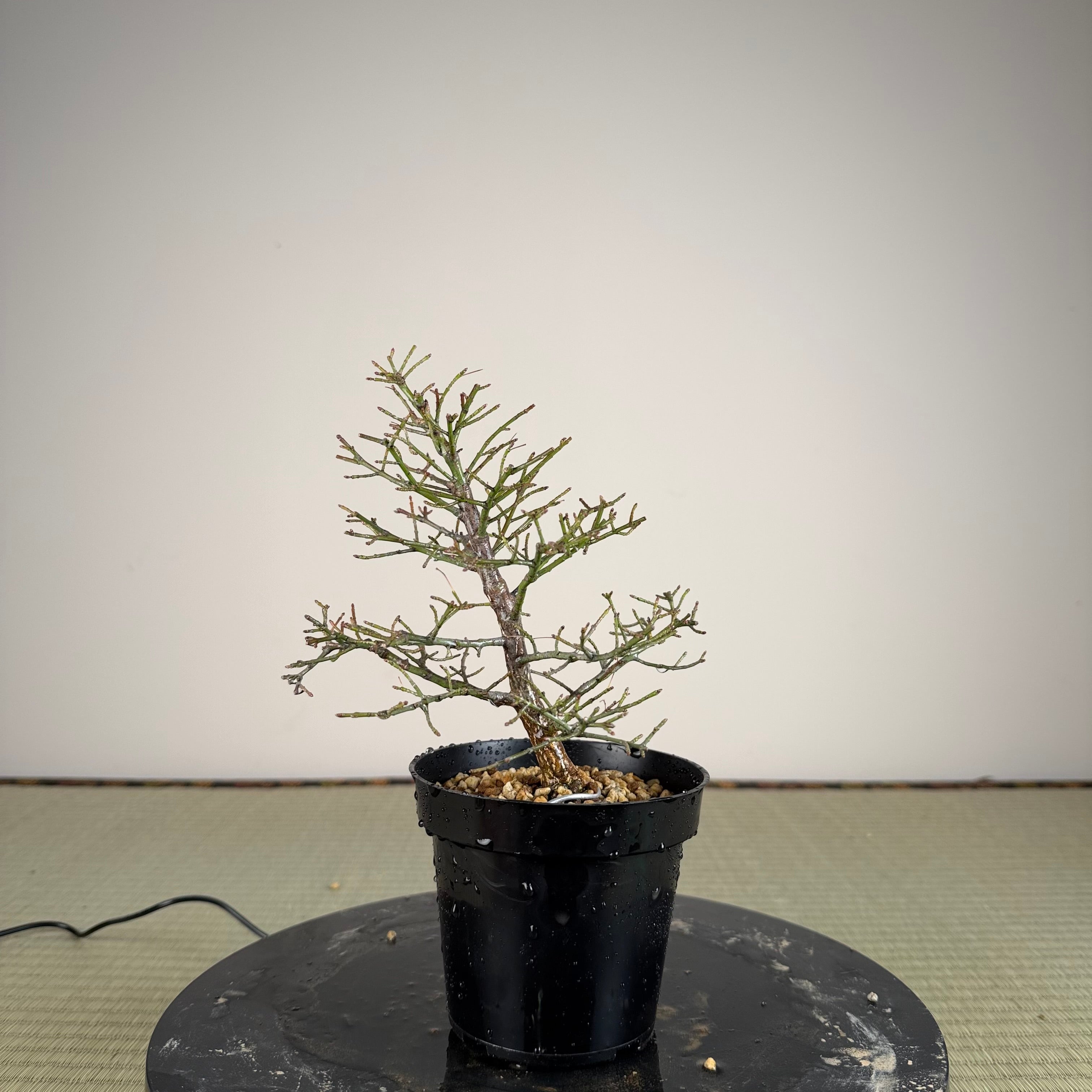 Euonymus