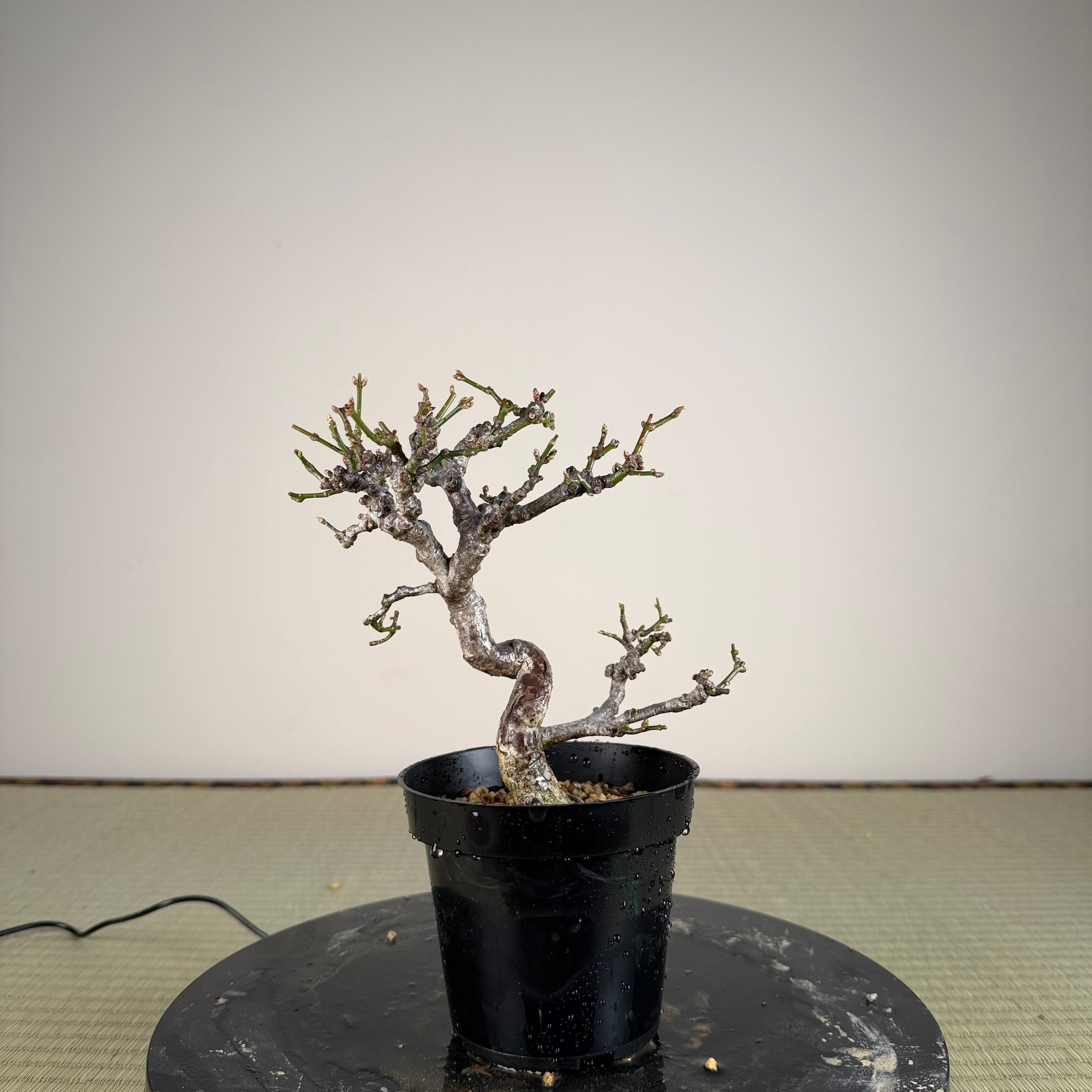 Euonymus